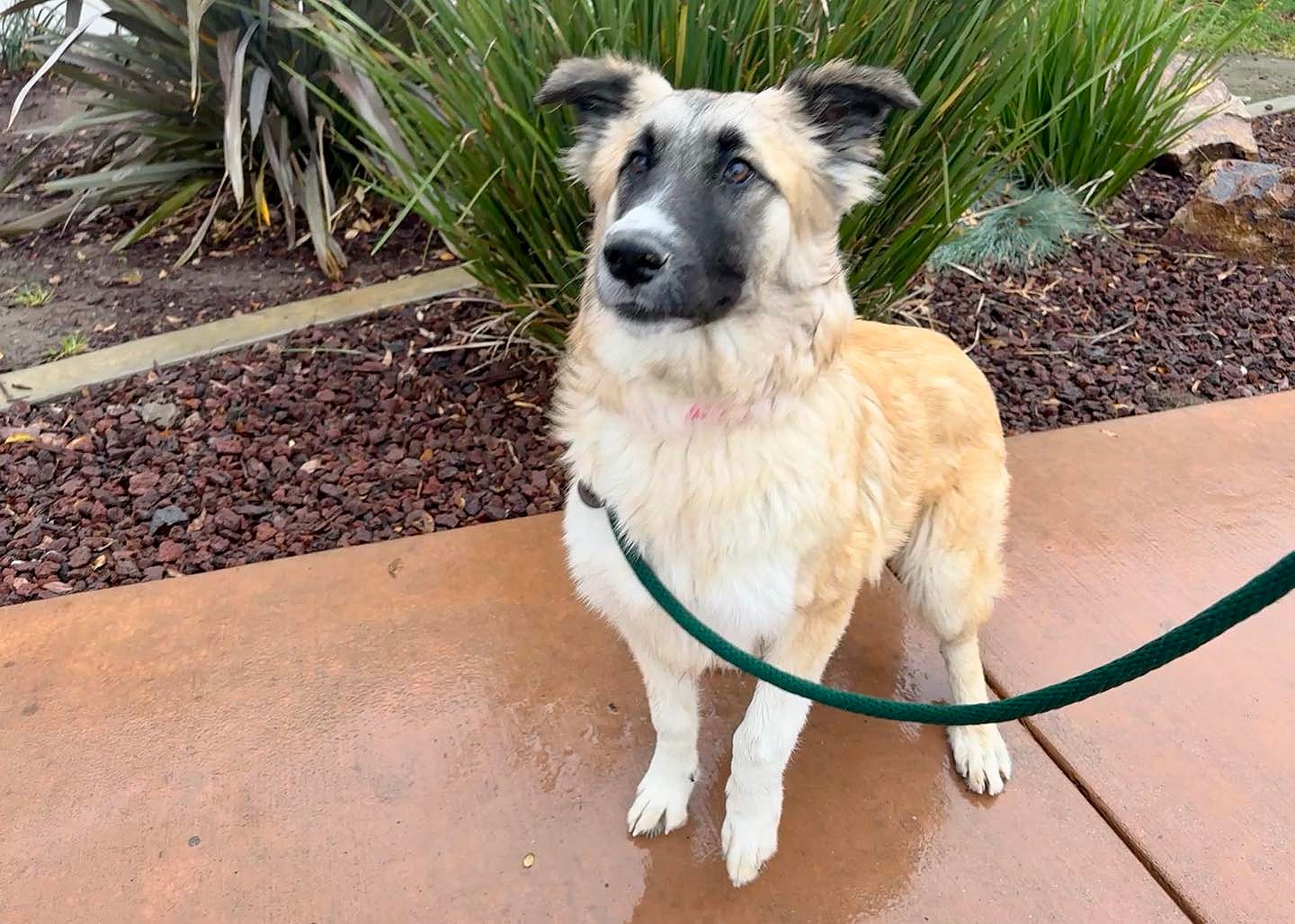 Halley the Sweetheart – A Belgian Malinois Looking for Love! - Rocky Kanaka, image size:1440x1028