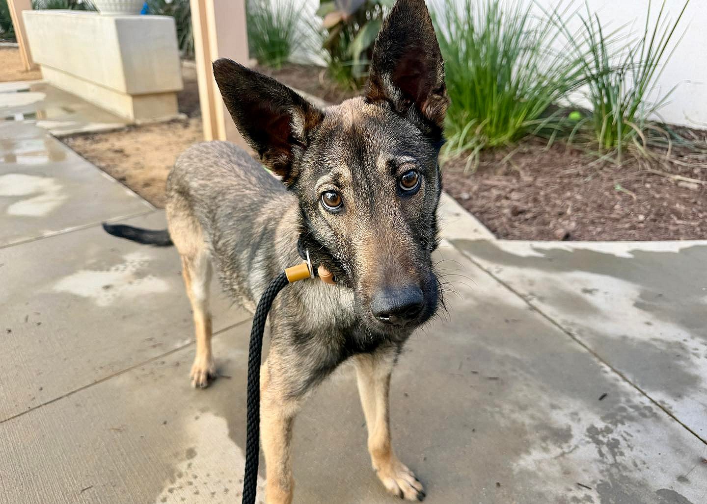 DukeDuke! 🤎 He is a Shepherd/Terrier mix who was turned in by his owner on 12/31/2025 for reasons I do not know.  He is just a baby 🍼 at 7 months old and not yet neutered.  He is listed as 2-35 lbs but I’d guess he’s around 25-30 lbs.  He has a stunning black and brown coat with the sweetest but also saddest brown eyes. 😍 He doesn’t smile much but he is very sweet and he’s actually a fun lil guy! 🥳 Be sure to look at the very last pic - I cropped out a close up so you could see his adorable mustache! 🥸He is friendly and playful, just Iike a puppy should be! 🐶 He is housebroken, well behaved and knows how to sit when asked to! 🤩 He has been kenneled with other dogs and gets along great! 👯‍♂️ He walks great with a leash. 🦮 He loves to be petted, has a gentle vibe and is an easy guy to hang out with! 😎 AND he’s a Shepherd/Terrier mix with a mustache!  He would love to find his Forever Family and go HOME! 🏡 It’s where a growing pup should be, right?  He is fighting a cold 🤧 right now but should be able to visit soon.  Please stop by to meet him and have an Adorable Duke Experience!  Fall in LOVE! 💕🐾 He is at Animal Friends of the Valleys in Wildomar, CA - ID # 807372 AFV can possibly accommodate out of area adoptions with transport in many circumstances. 🛩️ If you are interested, please contact Phil at facility@afv.org 