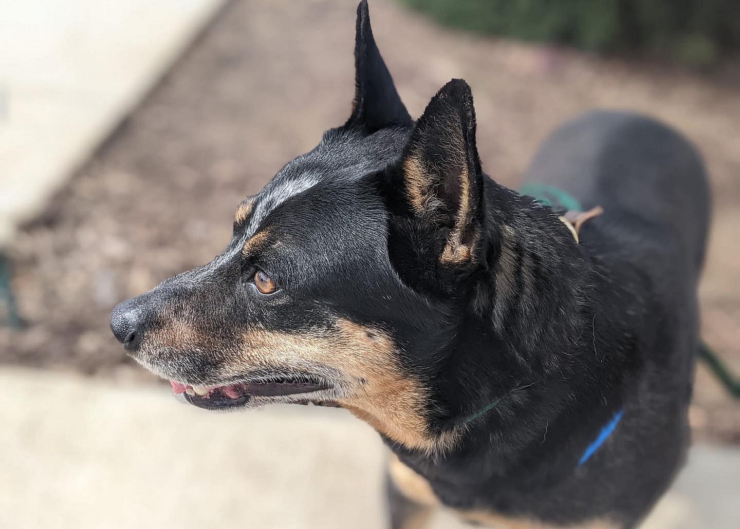 Beau