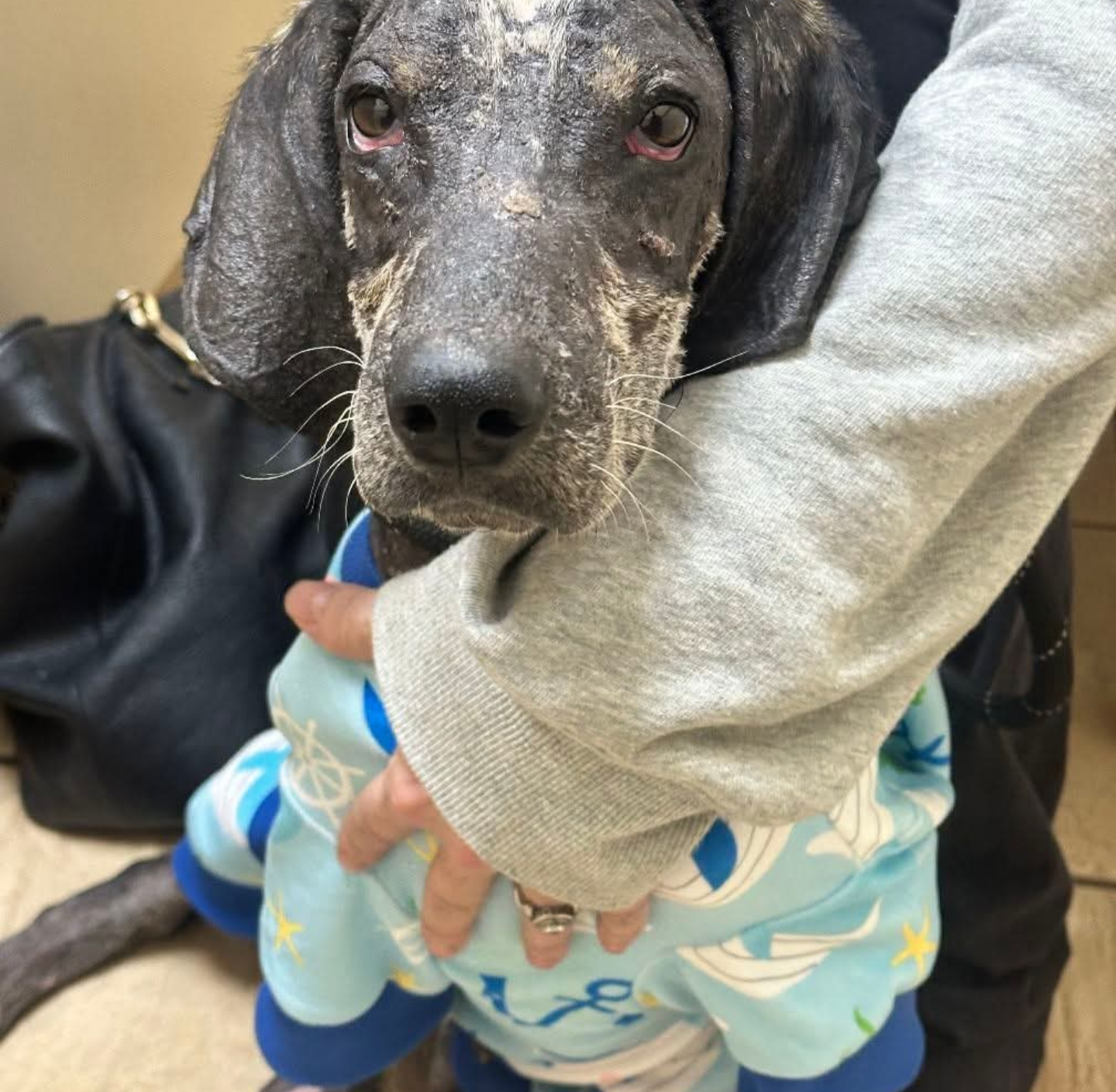 Tad Arthur - Bluetick Coonhound