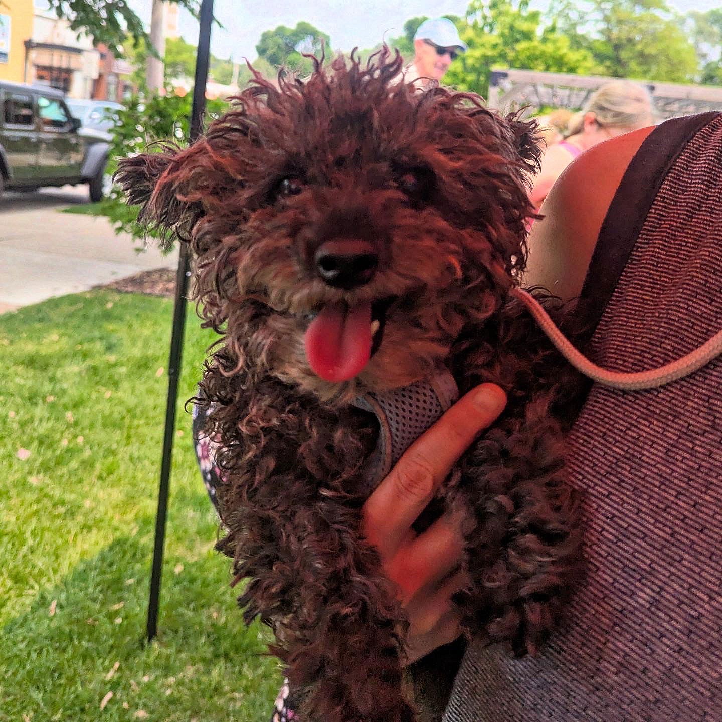 Skippy - Poodle (Miniature)