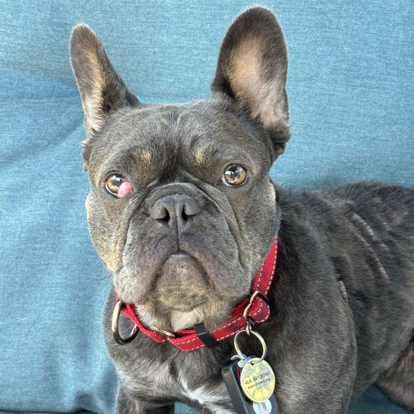Eloise - French Bulldog
