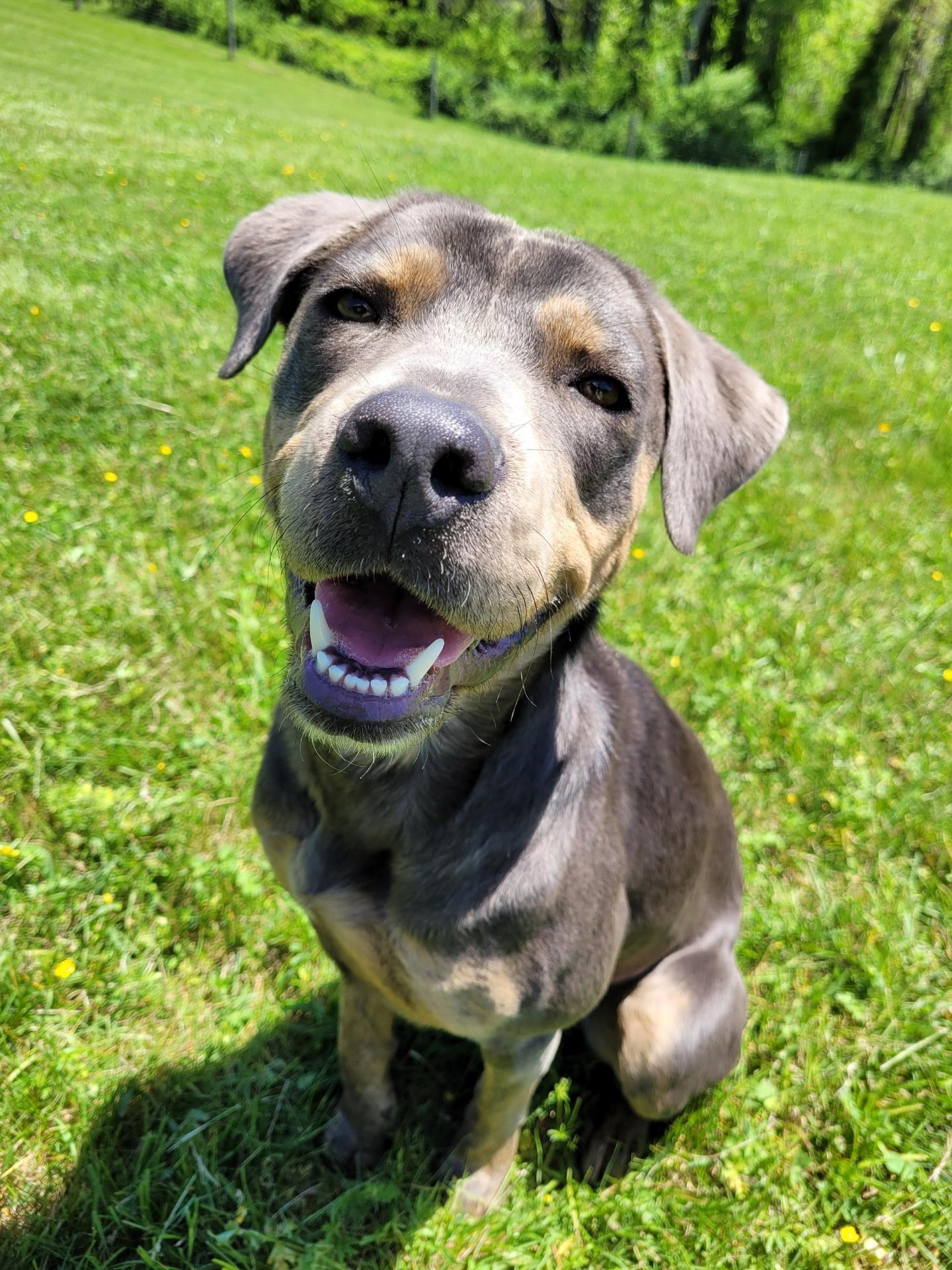 Piper