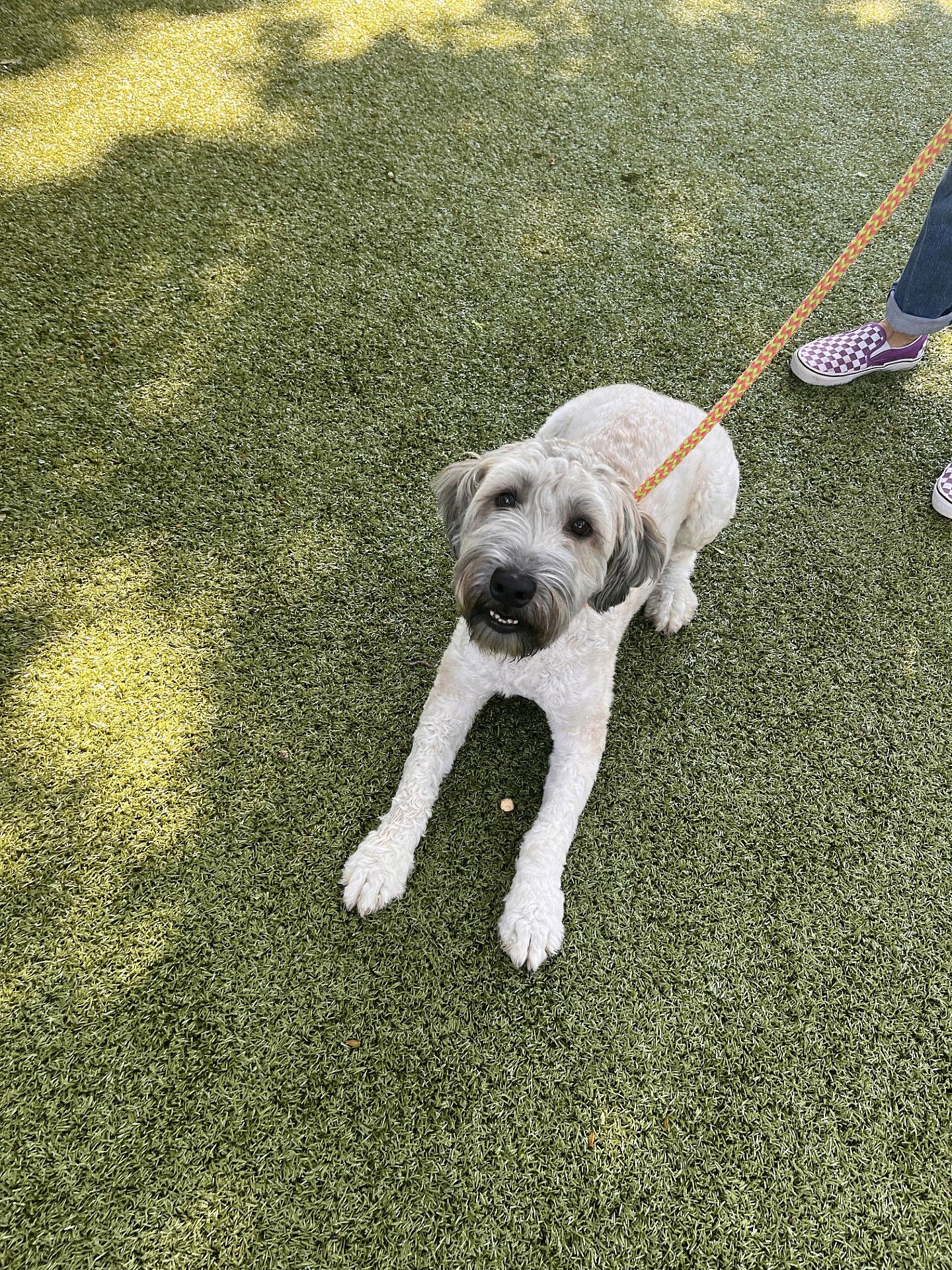 Bailey - Wheaten Terrier
