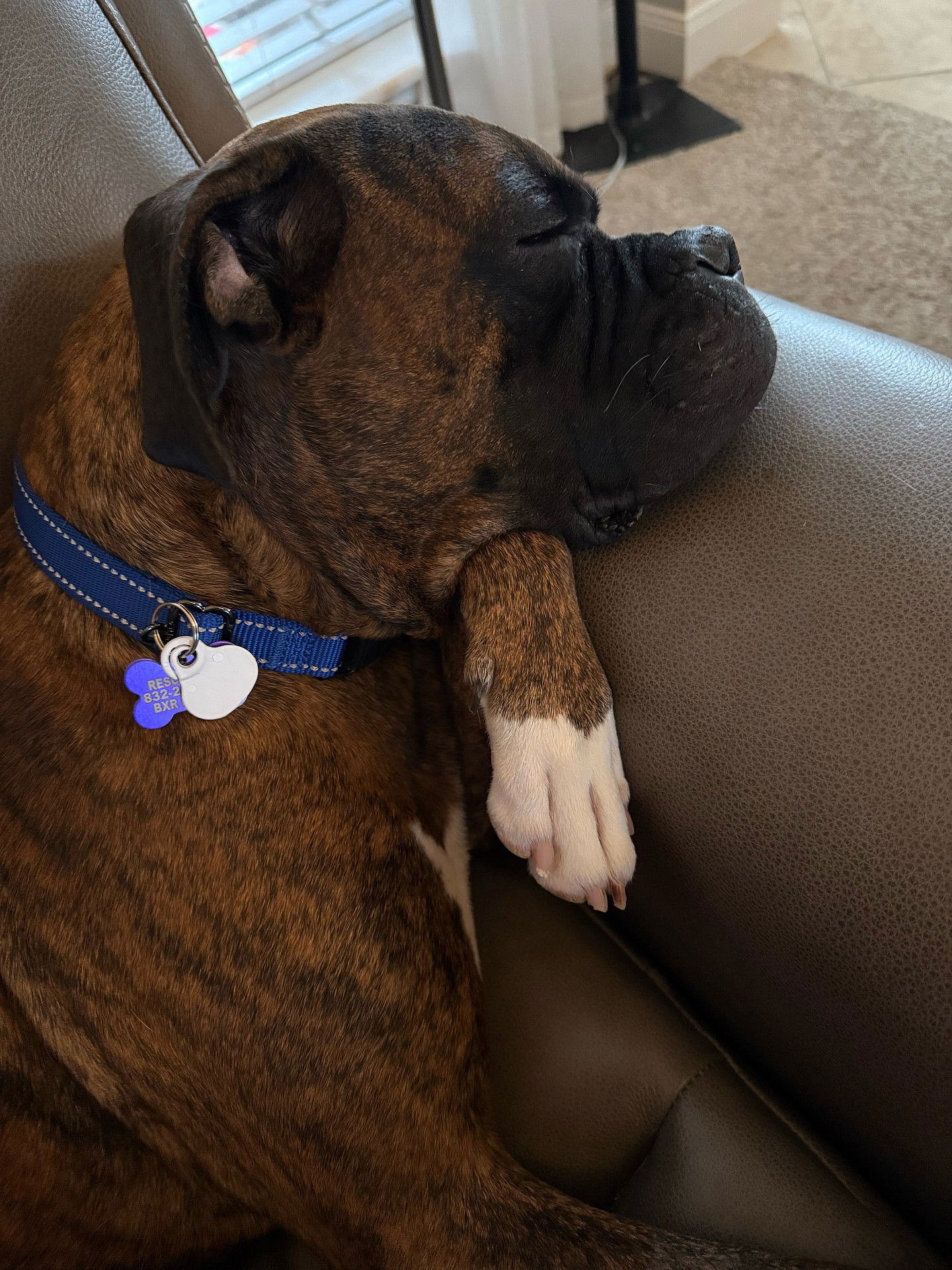 BAYLOR - Boxer