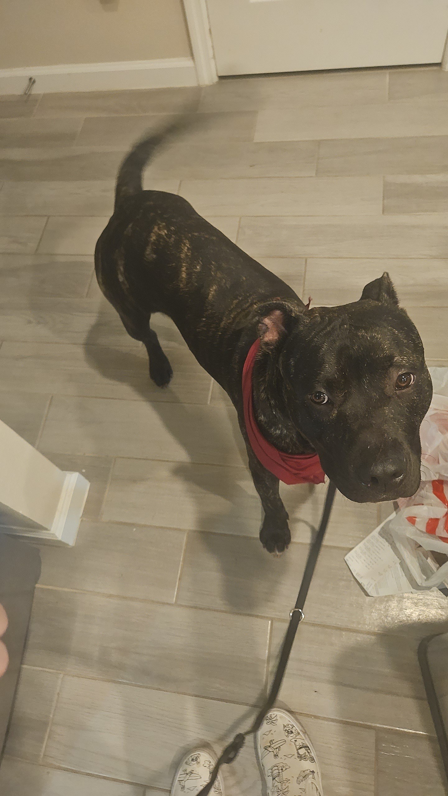 Cerby up for Adoption