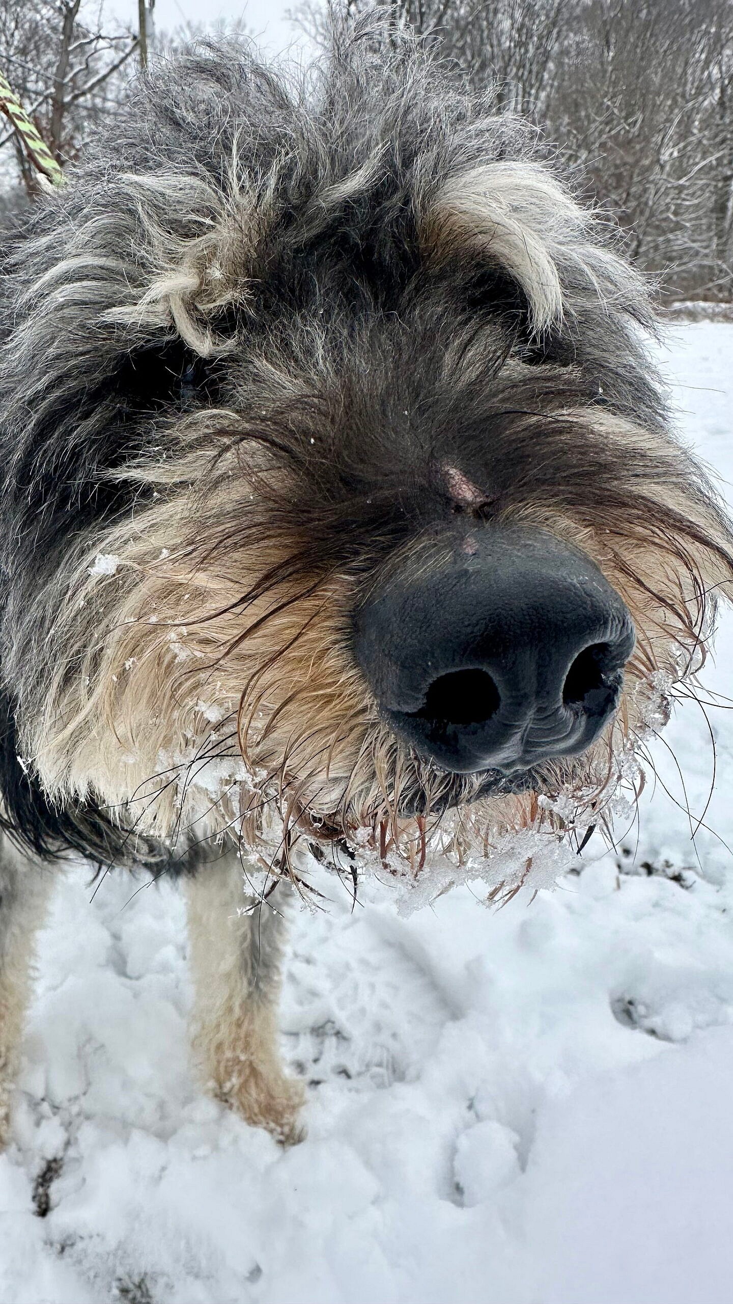 Calder - Poodle (Standard)