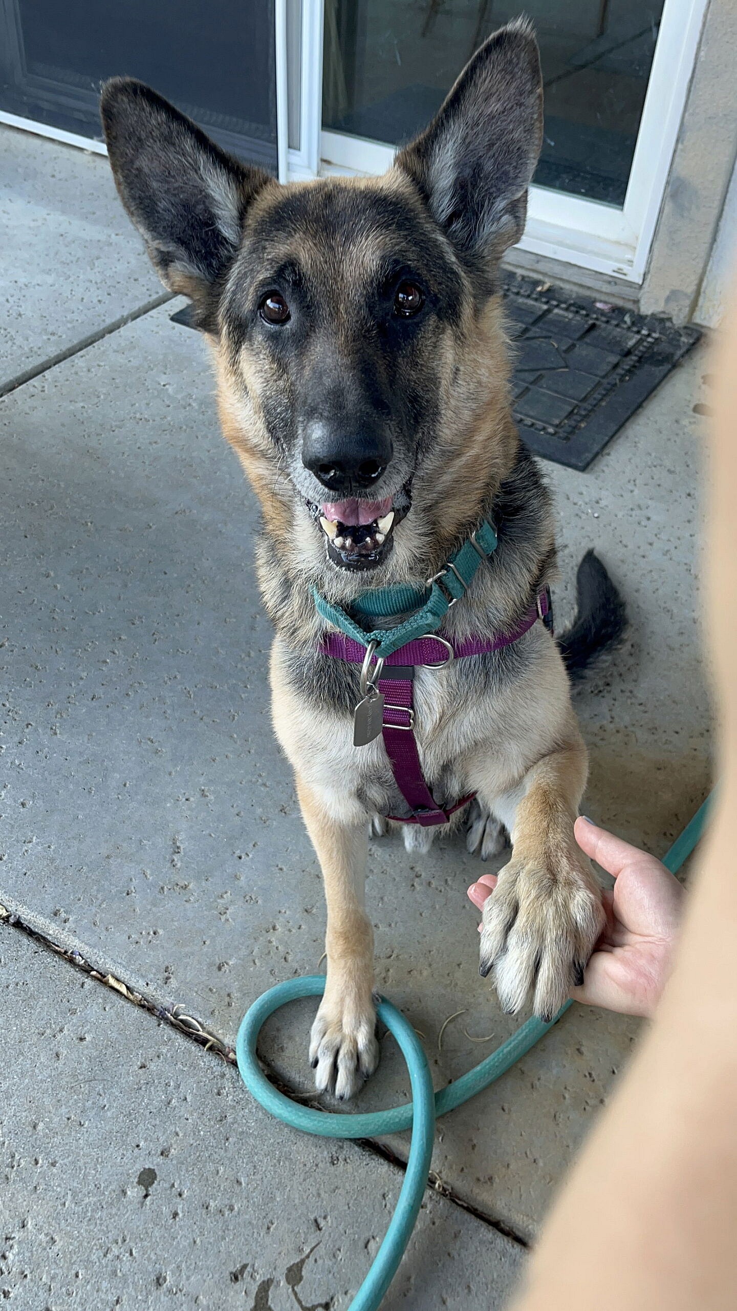 *CHIVE - German Shepherd Dog