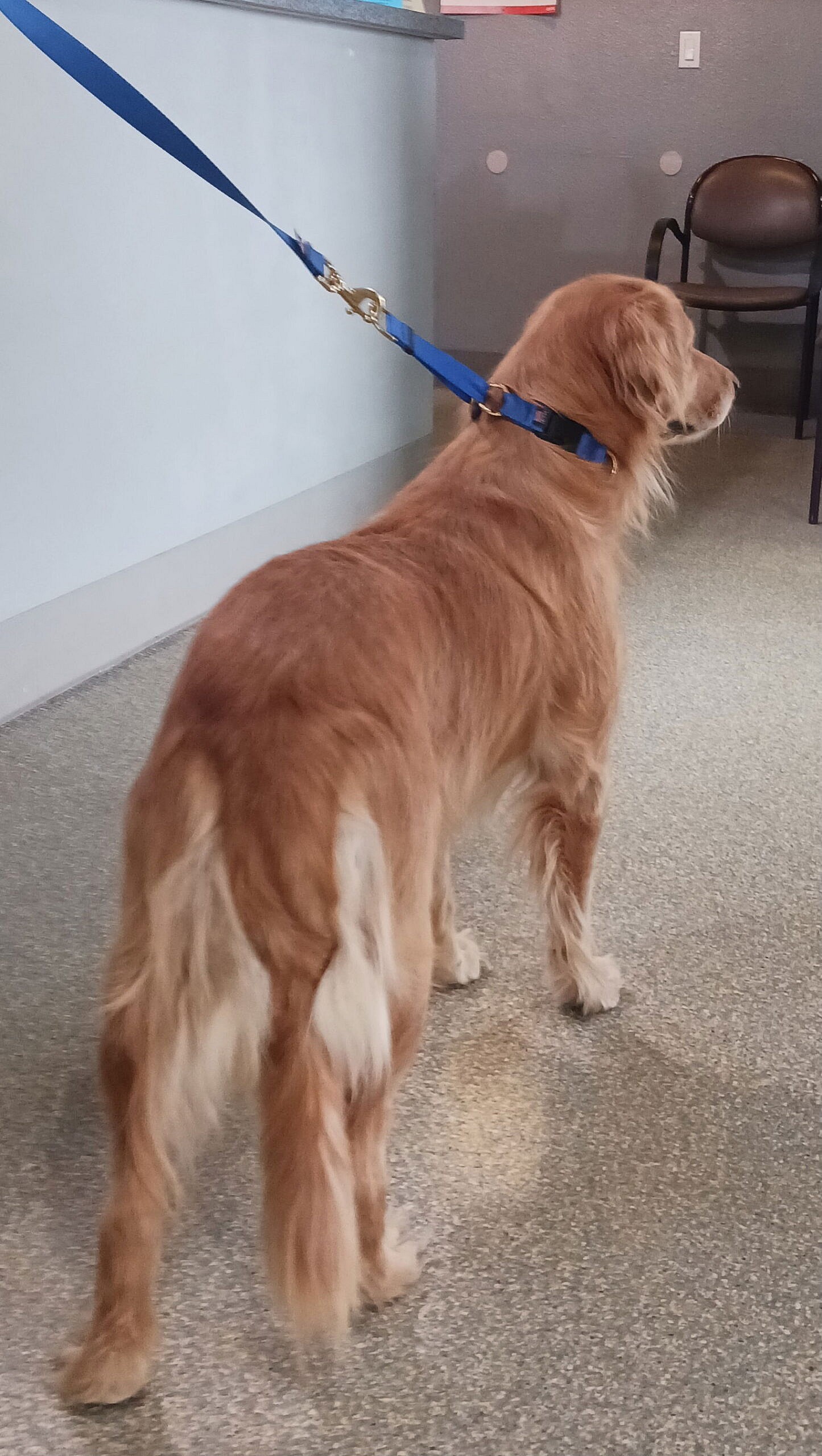 Toby - Golden Retriever