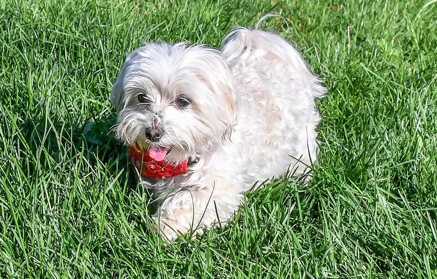 Jewel & Bowie (BONDED PAIR) - Maltese