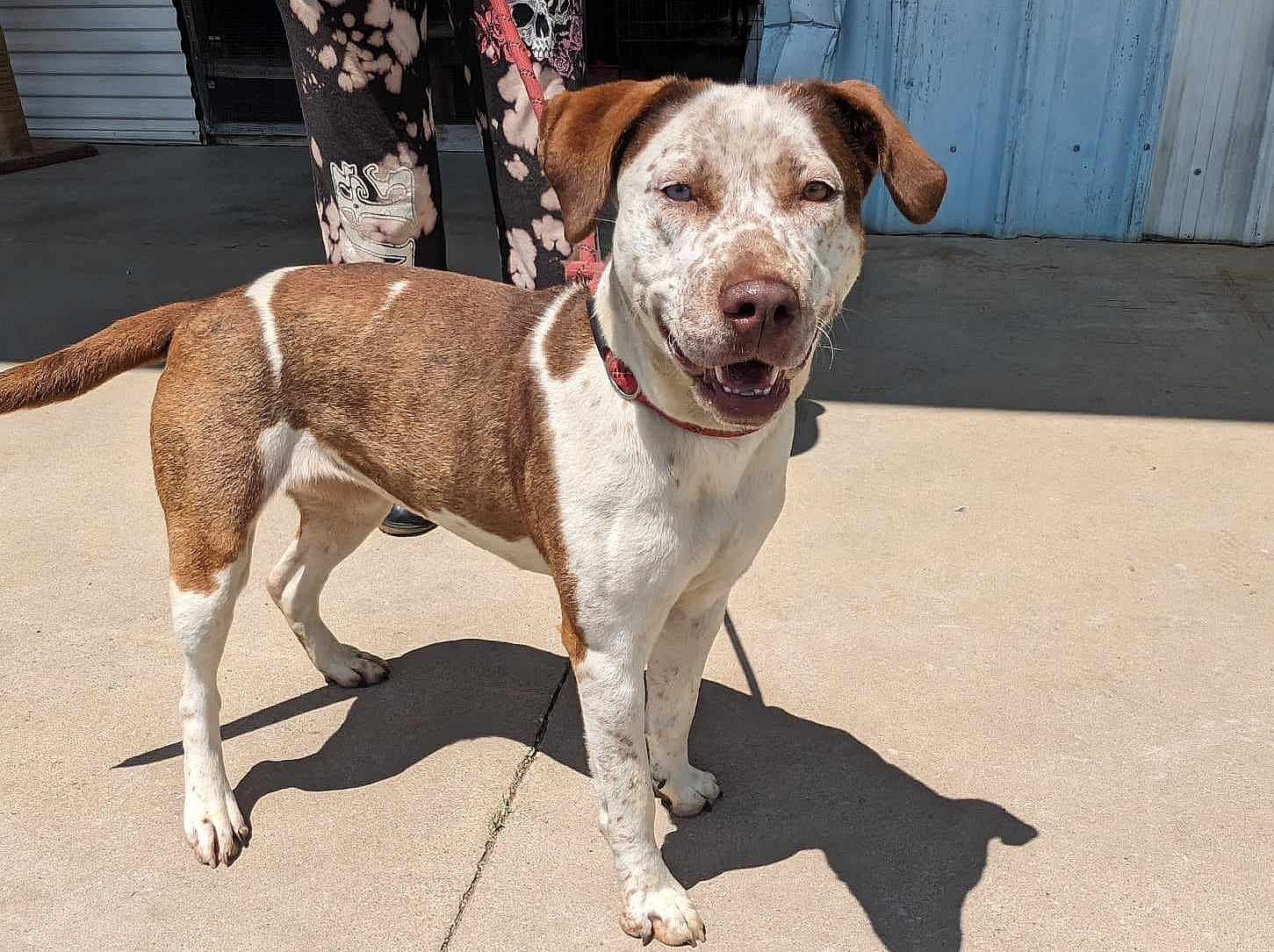 Daphne