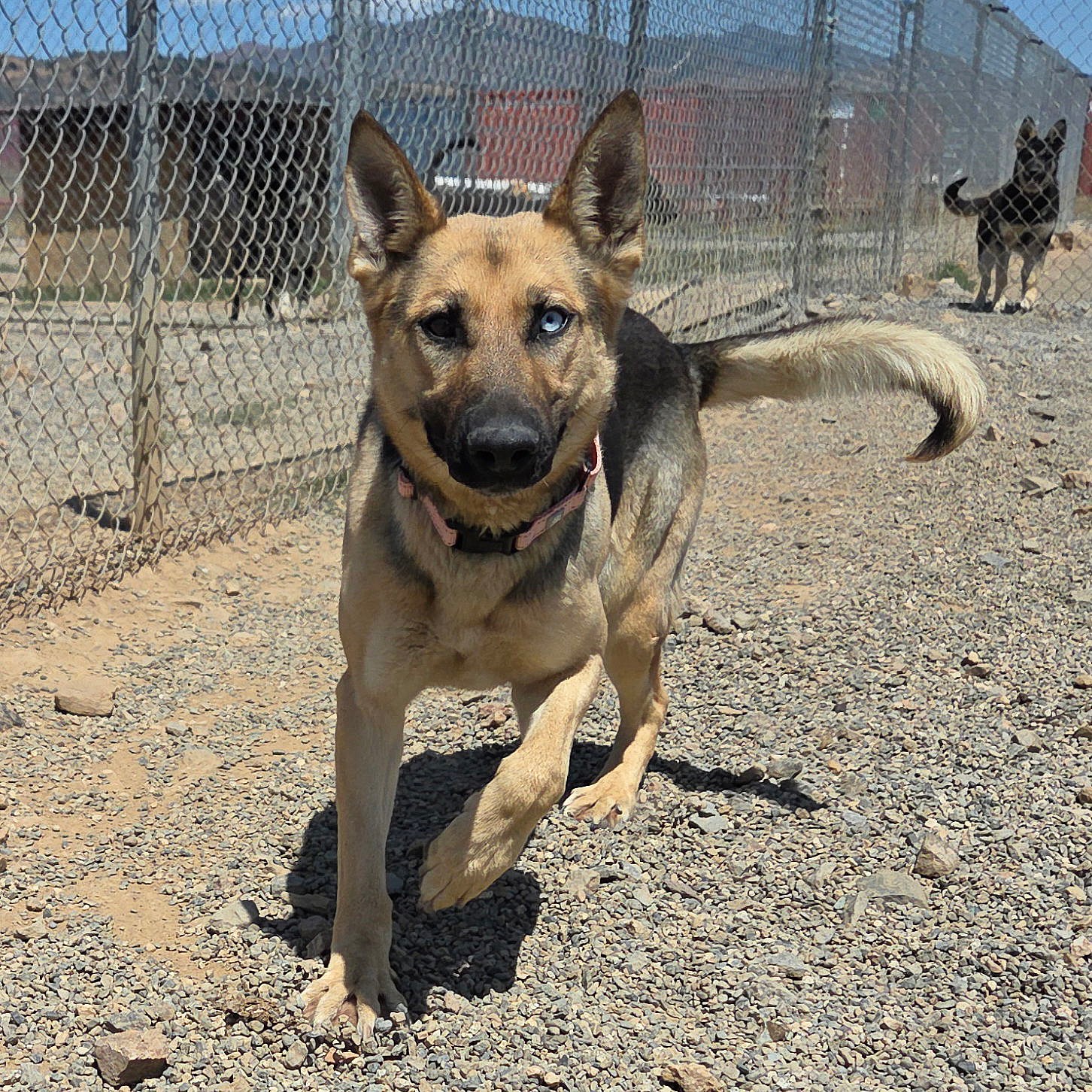 Amka - German Shepherd Dog