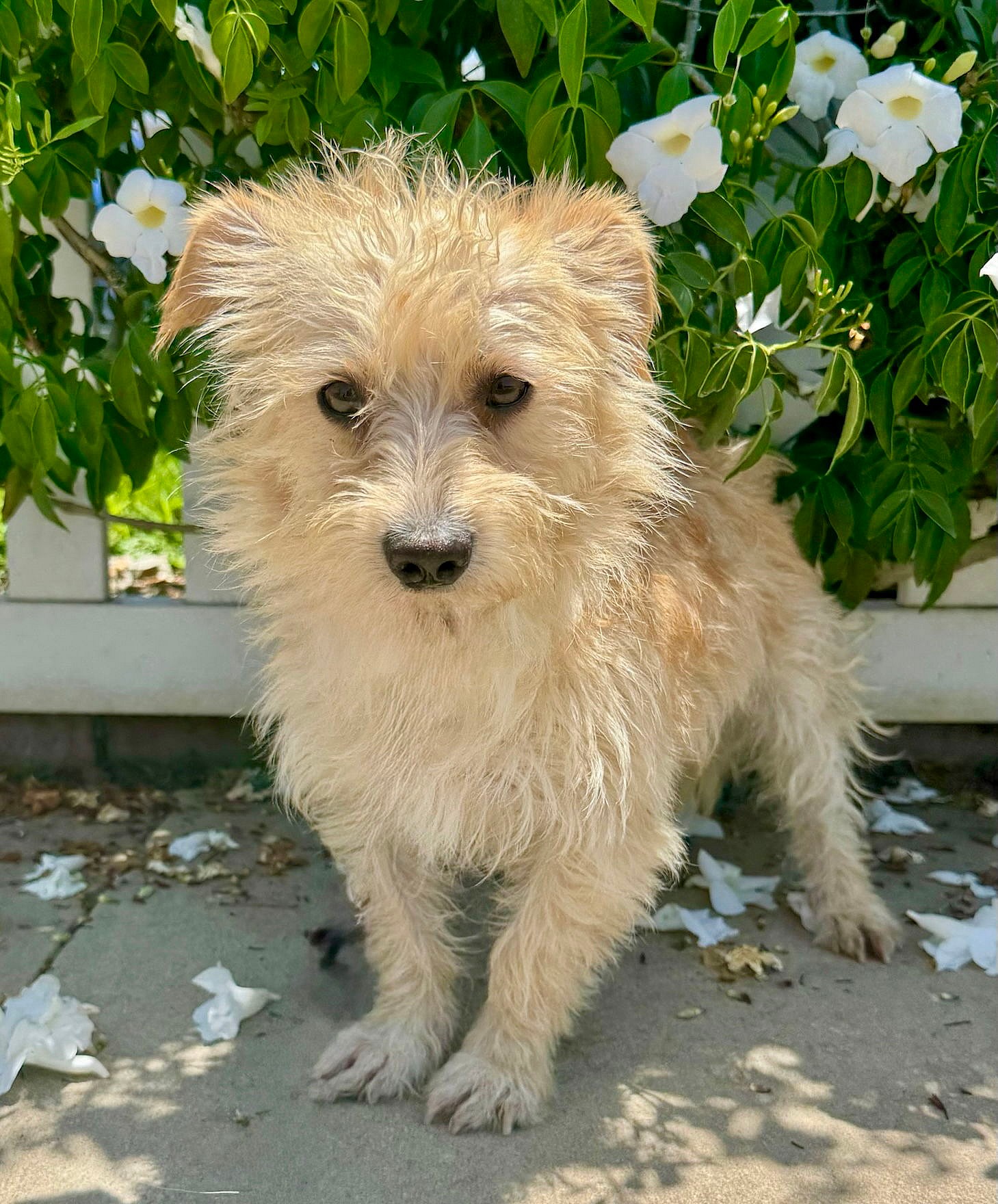 Popcorn - Cairn Terrier