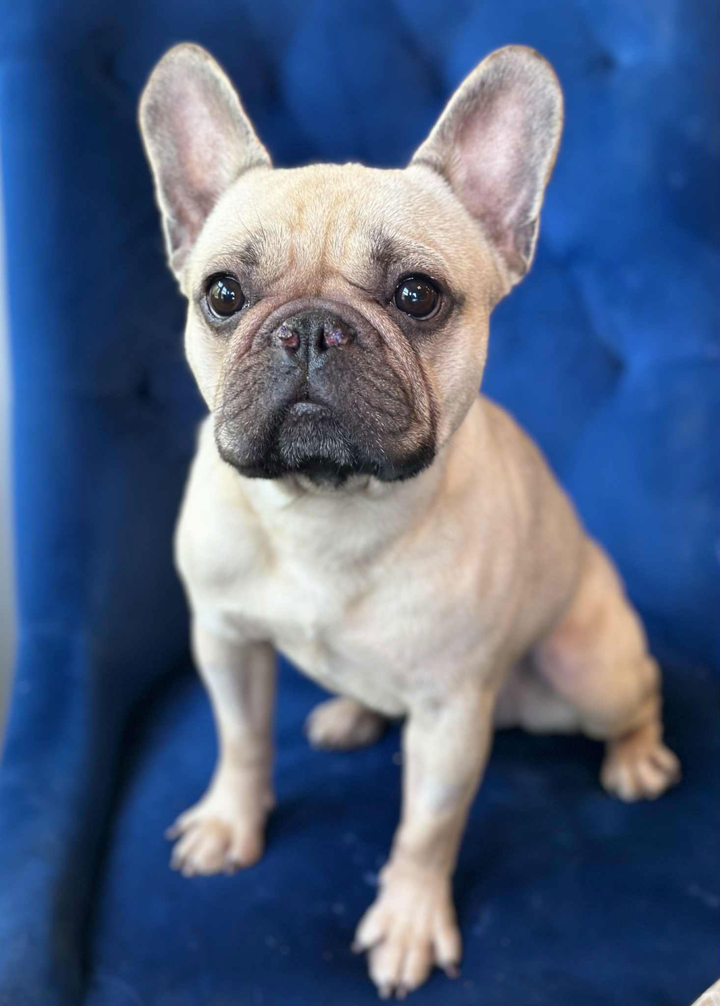 Hari - French Bulldog