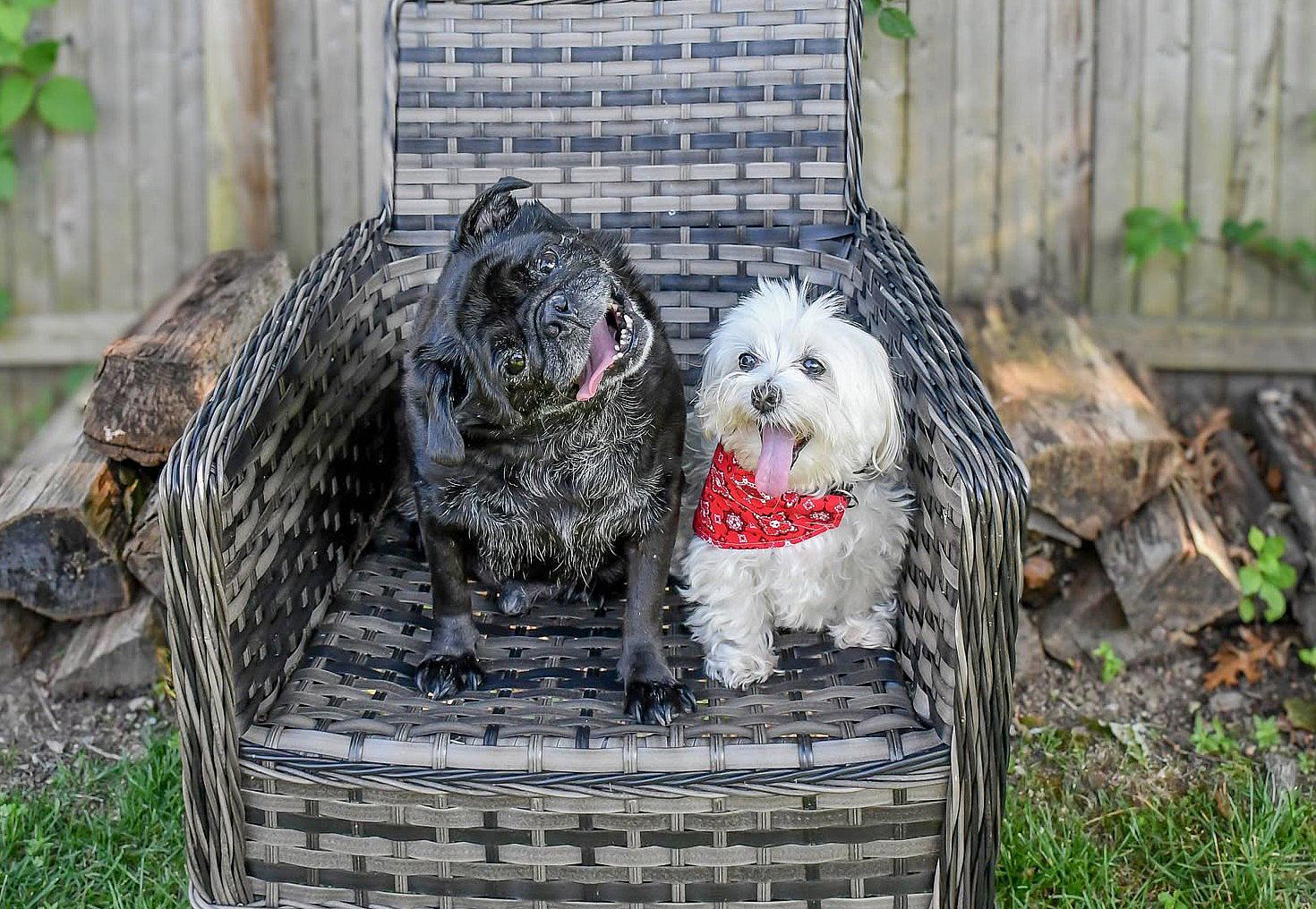 Jewel & Bowie (BONDED PAIR) - Maltese