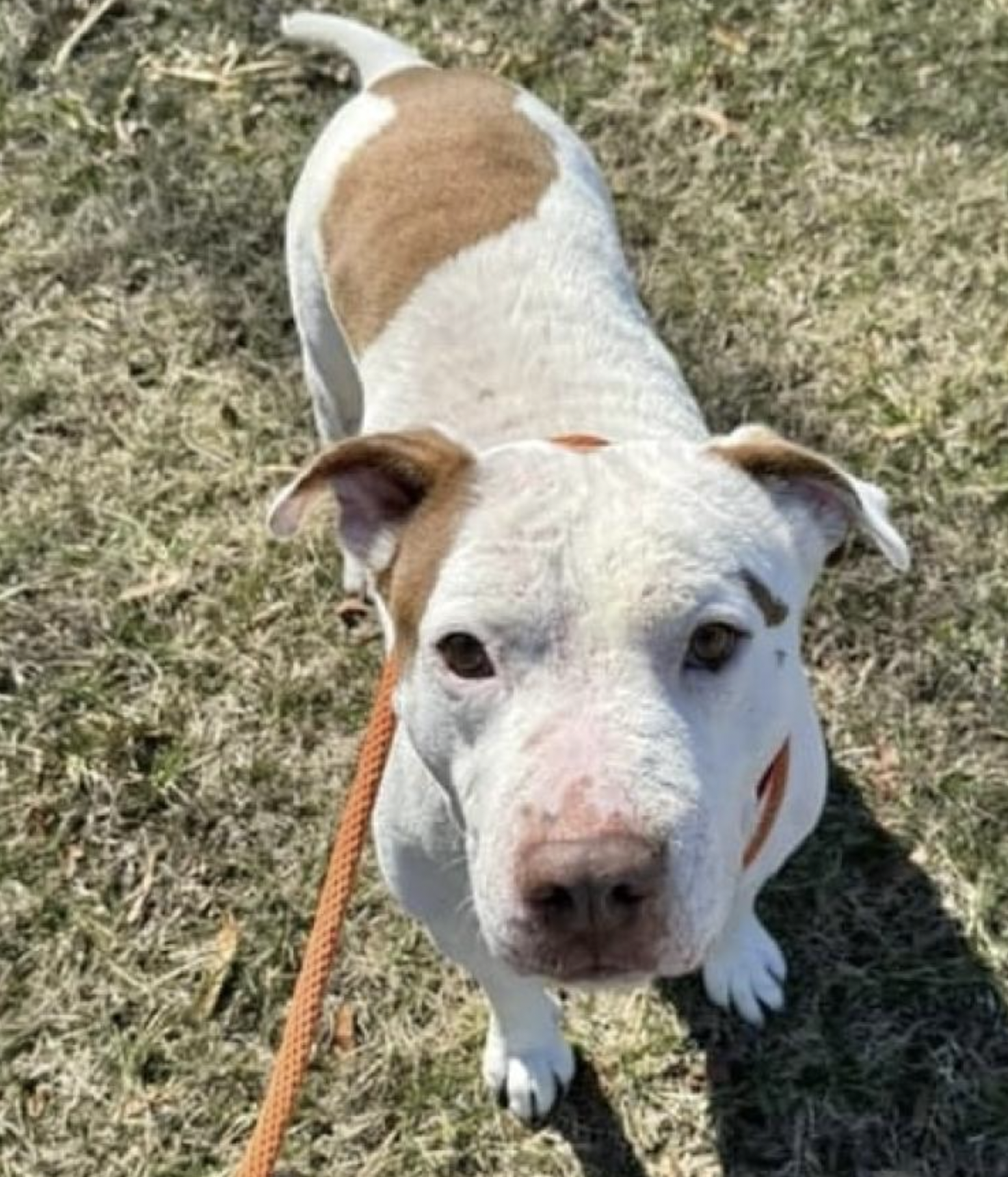 Roscoe Rocket up for Adoption