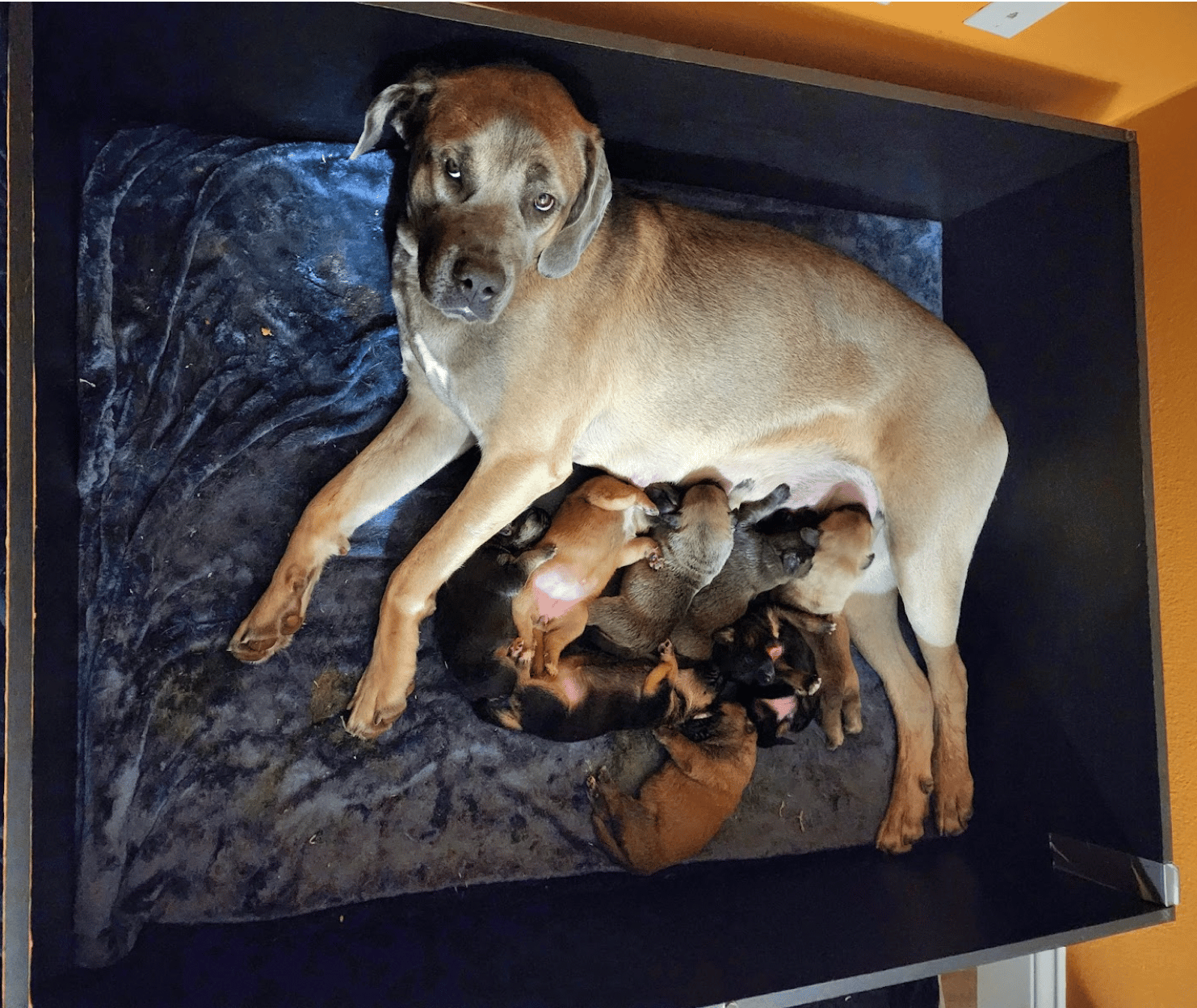 Mama Dog Still Waiting after 150 Days