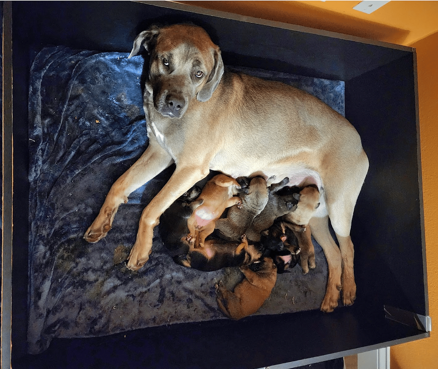 Mama Dog Still Waiting after 150 Days