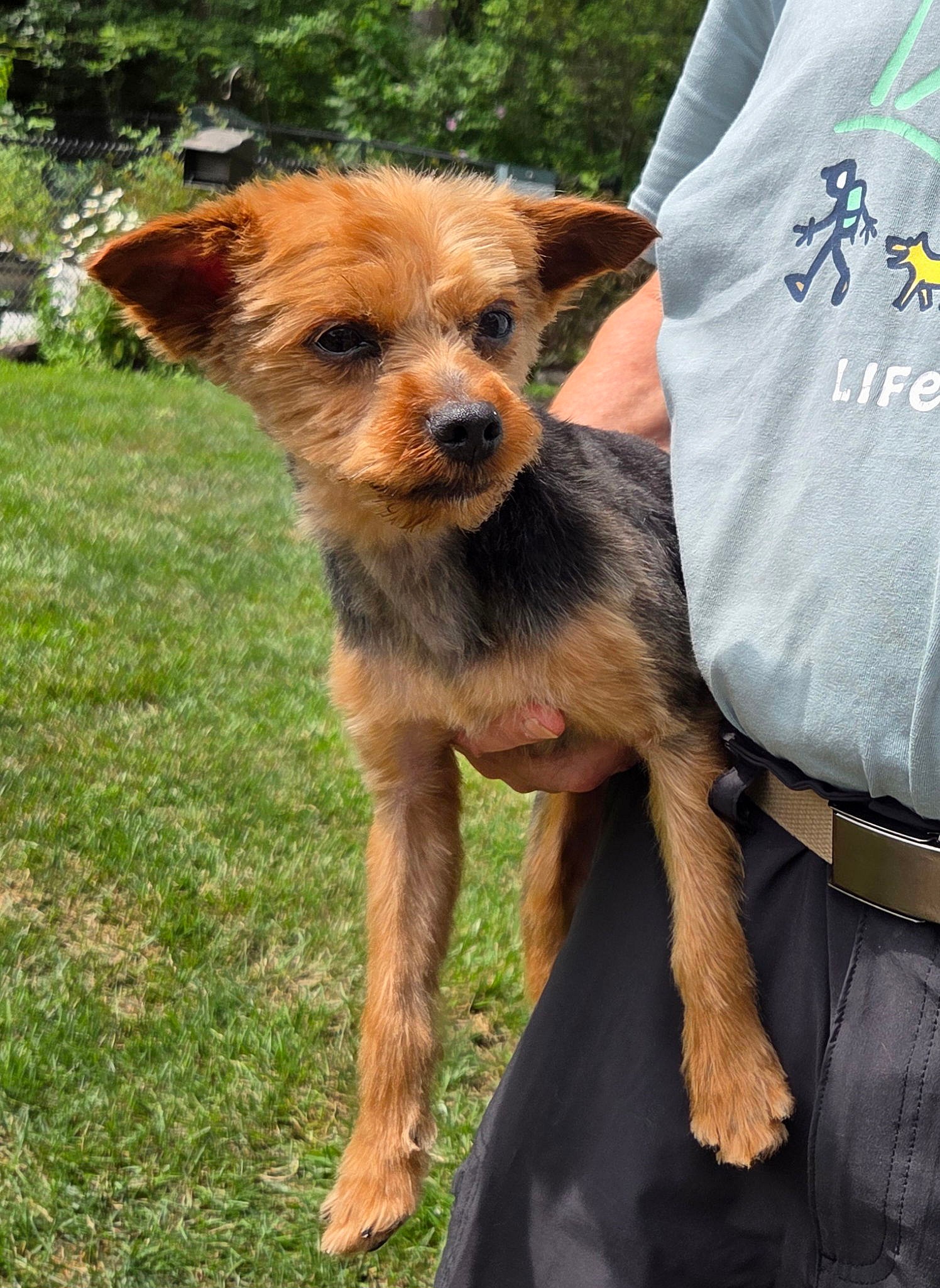Kody - Kind Cutie! - Yorkshire Terrier Yorkie