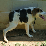 Cooper has short spine syndrome. He has no neck