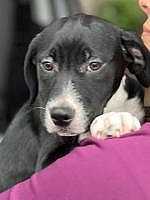 Muneca up for Adoption