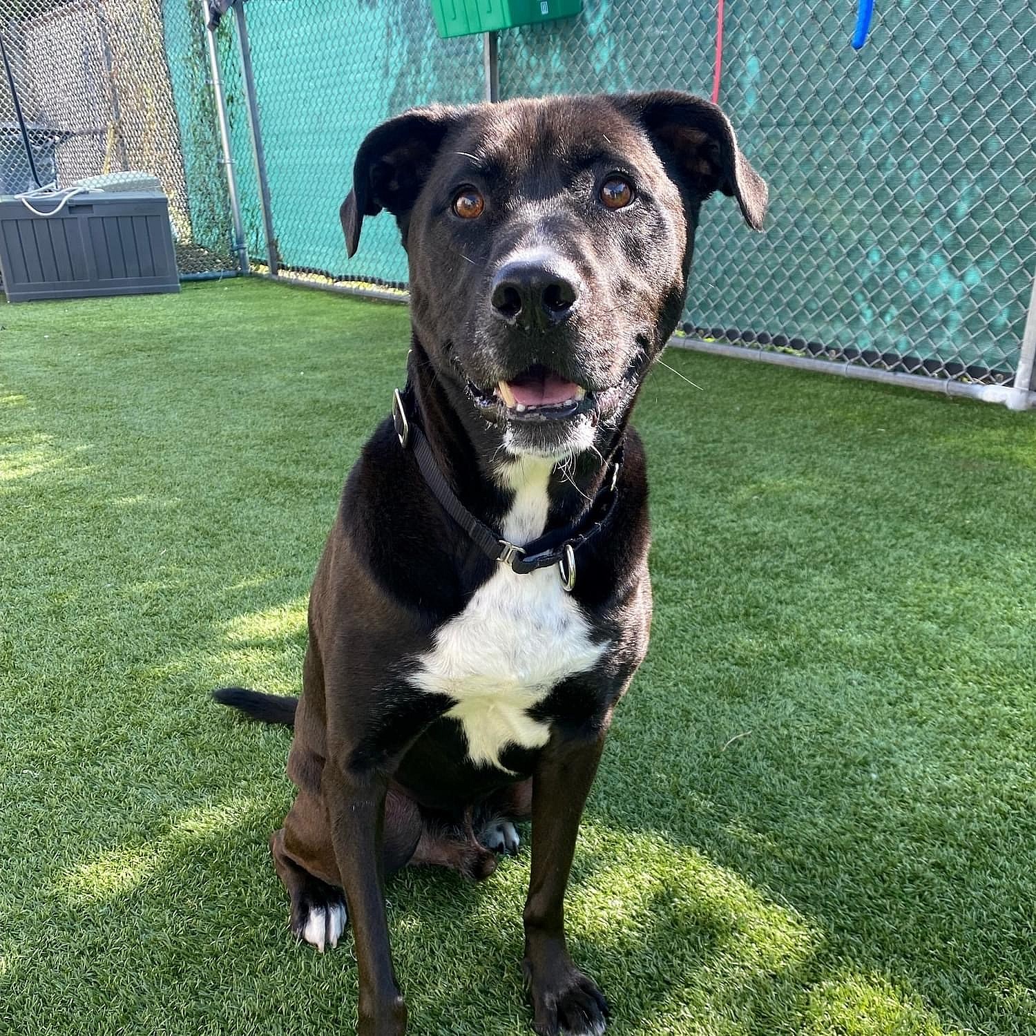 Stewie up for Adoption