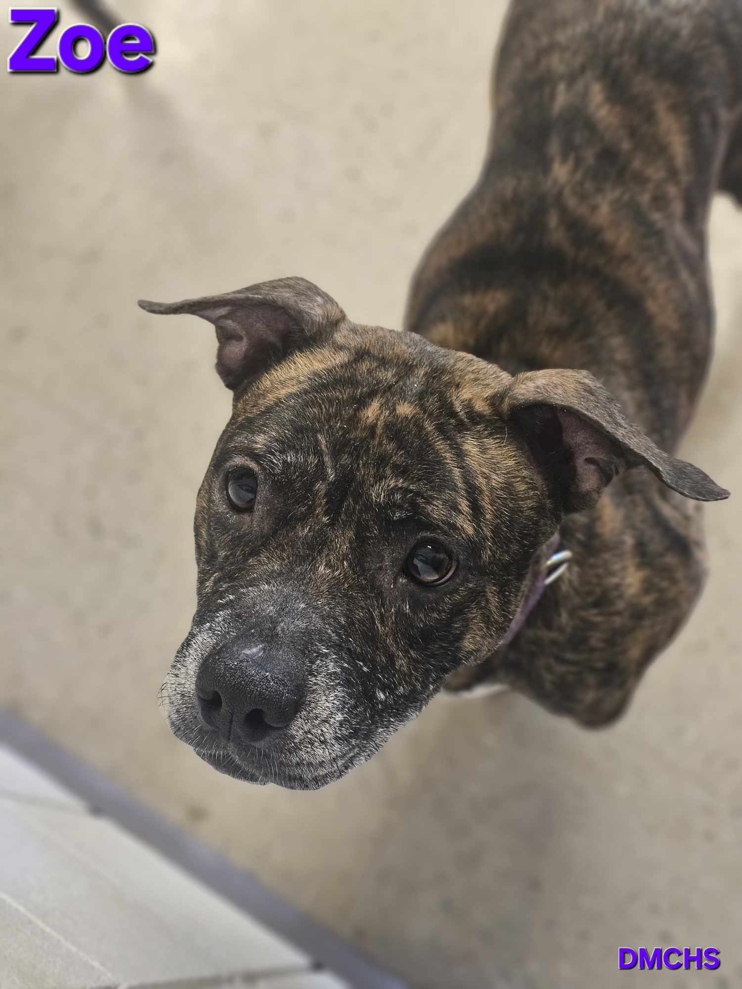 Zoe is up for Adoption