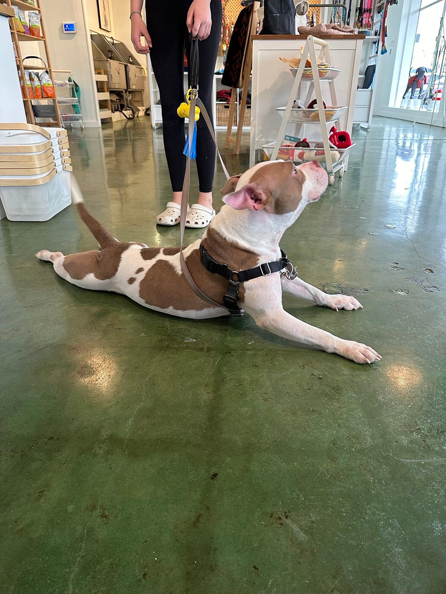 MOO up for Adoption