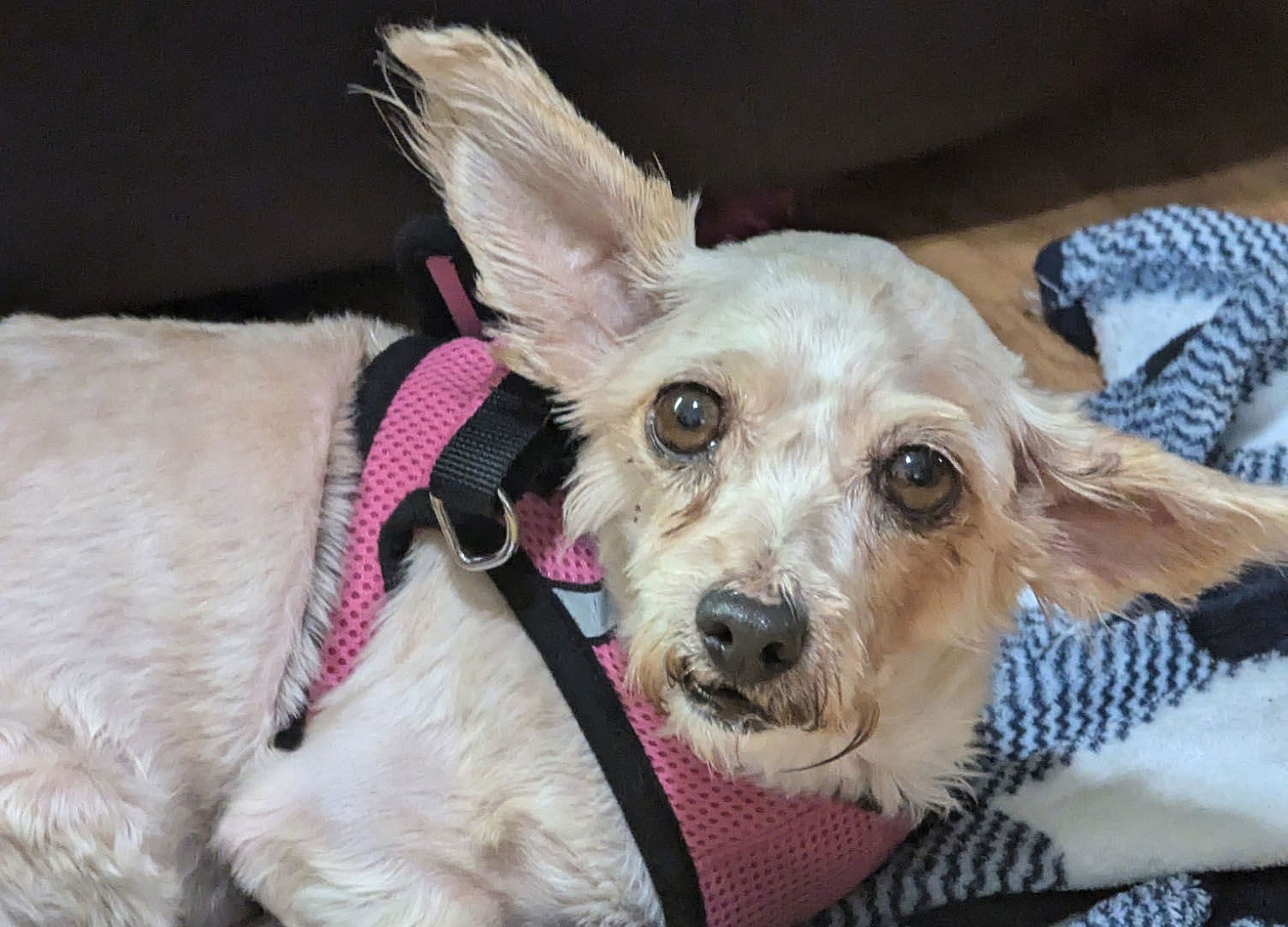 Heidi - Yorkshire Terrier Yorkie