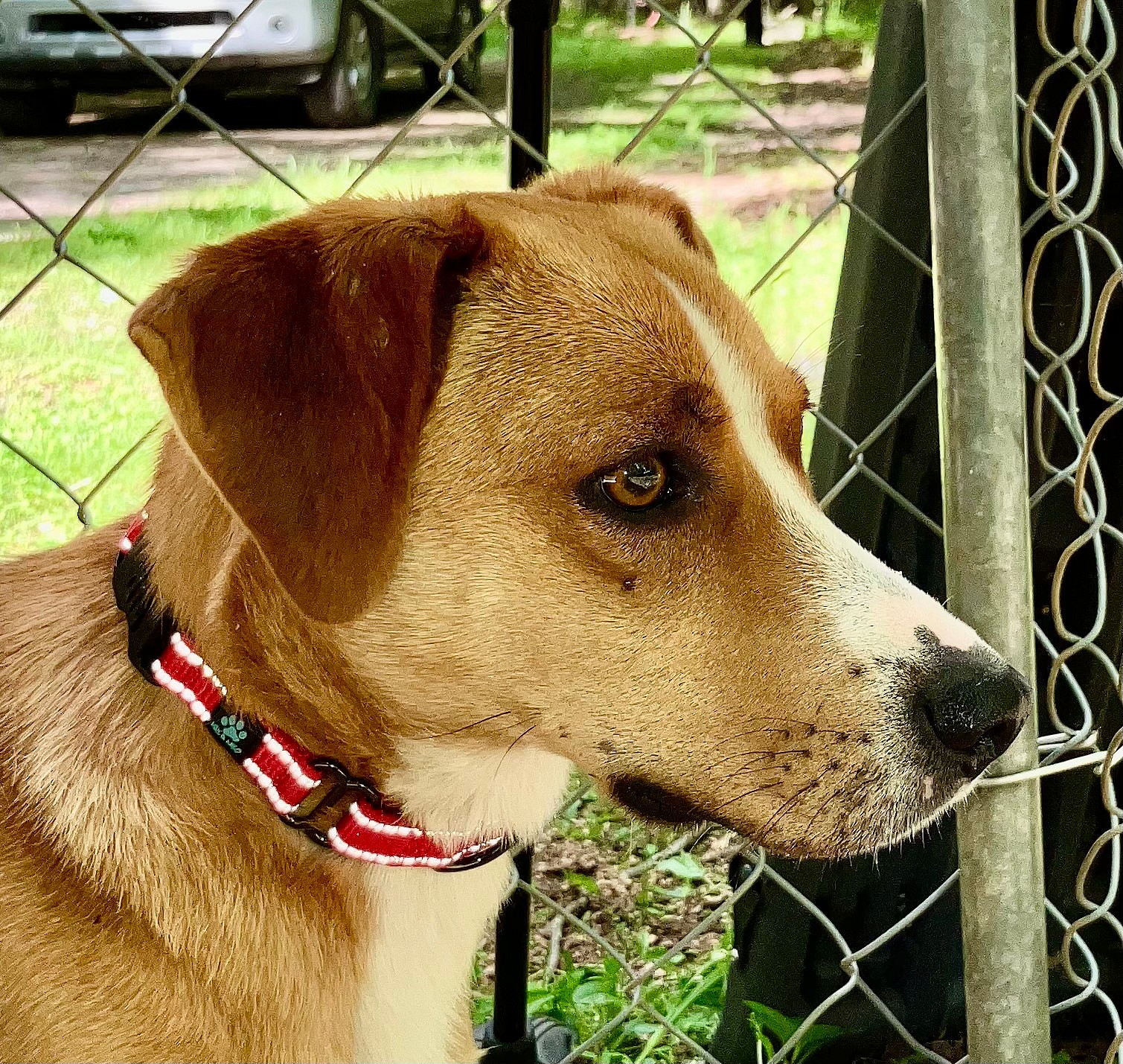 Button up for Adoption