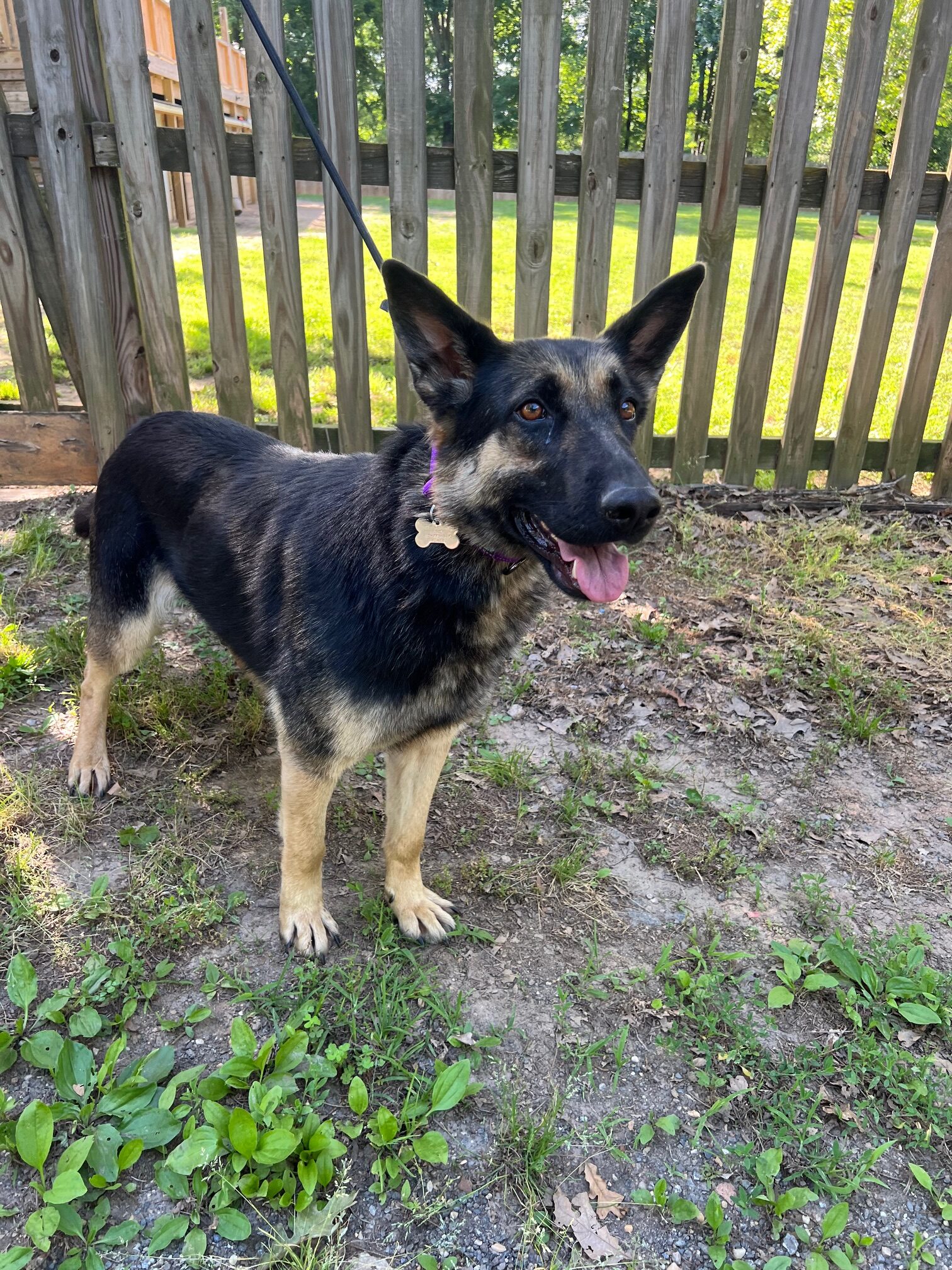 Chloe up for Adoption
