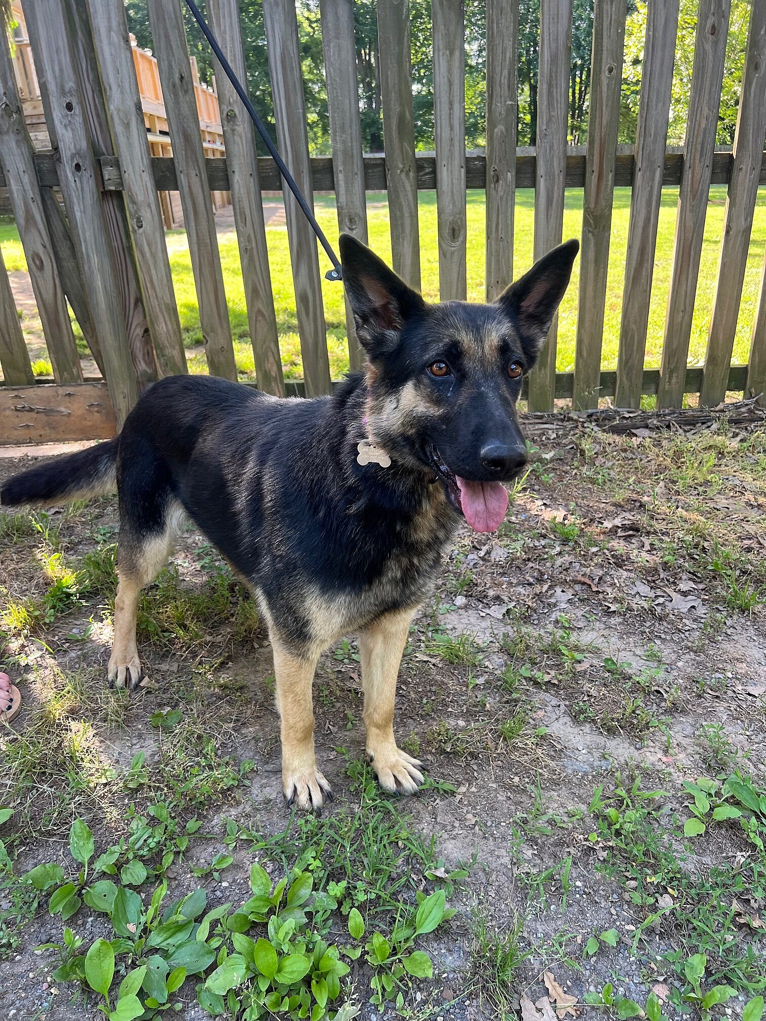 Chloe up for Adoption