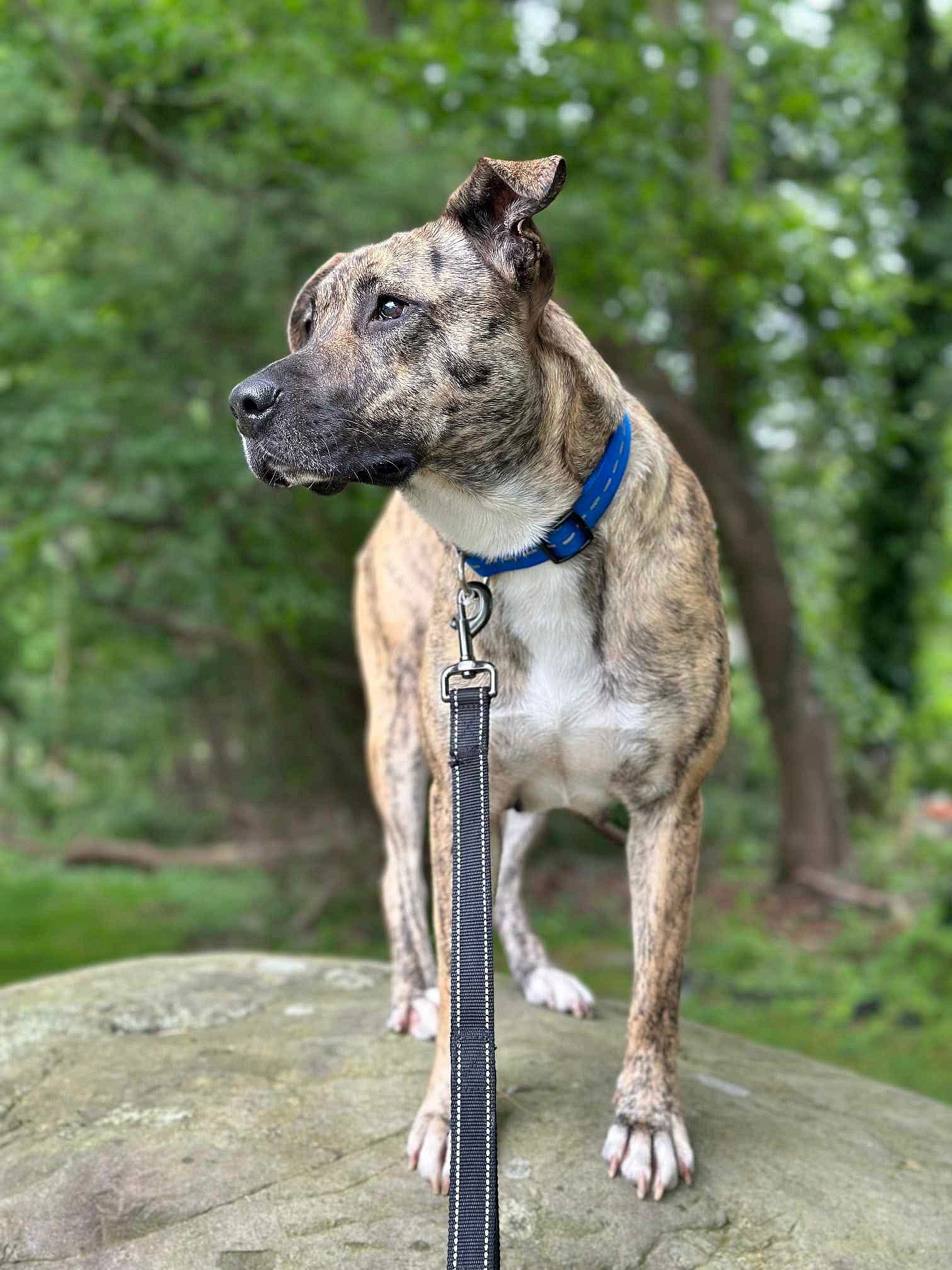 Marlo (Foster needed!) - Mountain Cur