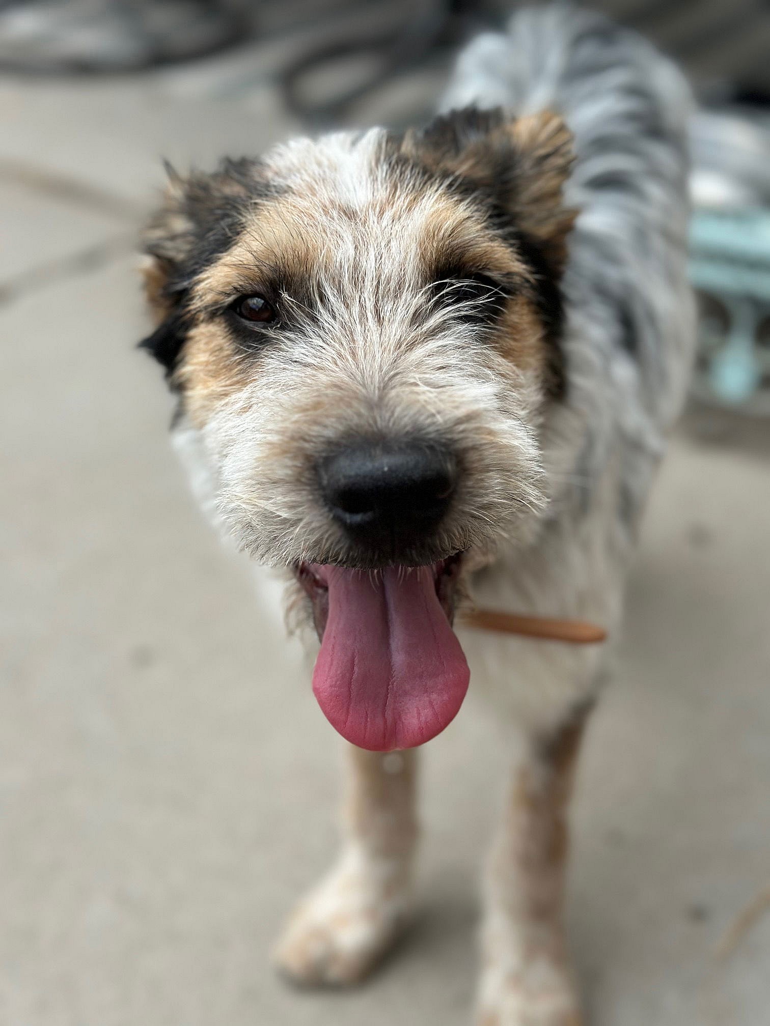 Mumfurd - Cattle Dog