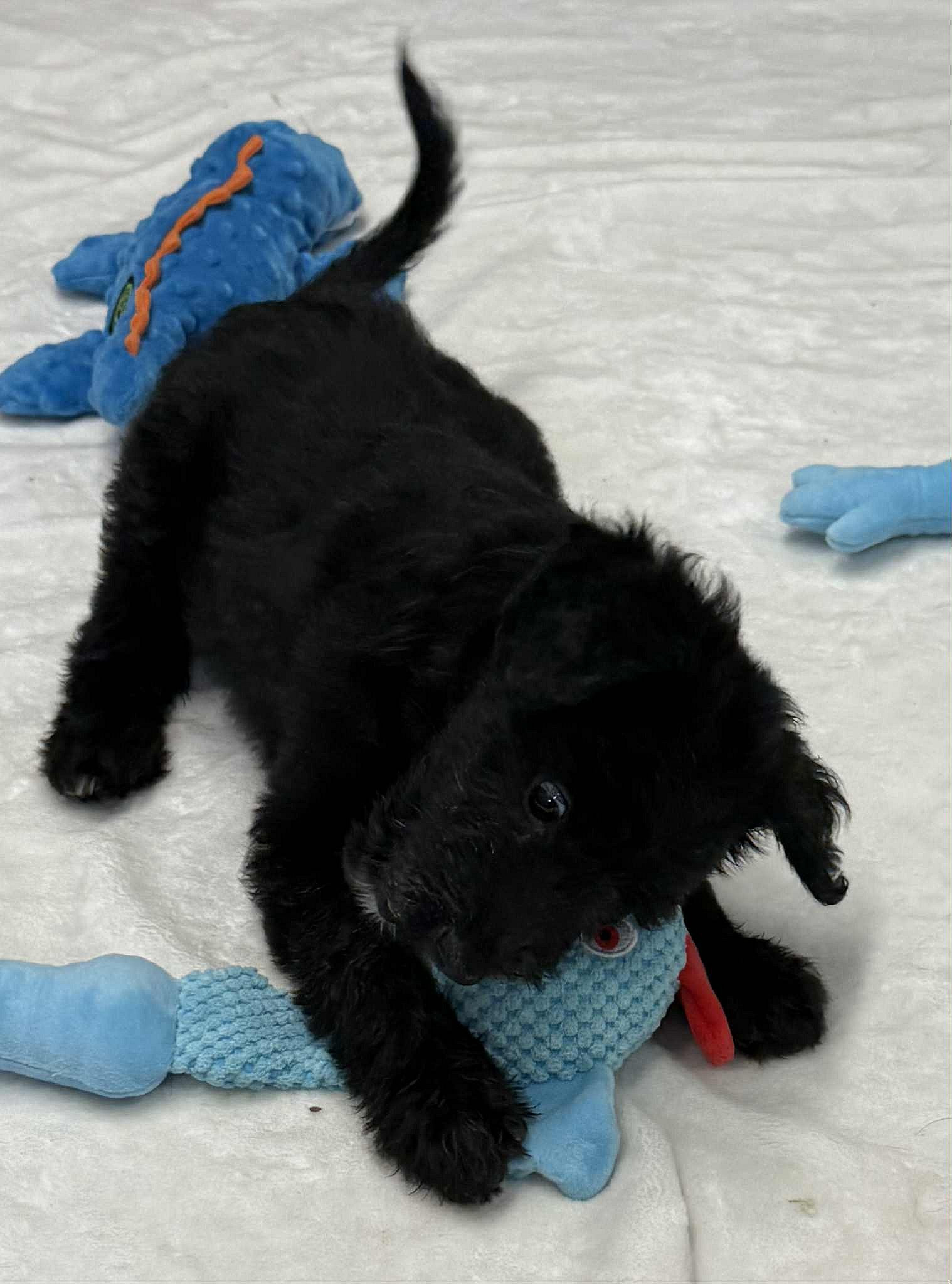 Connie - Poodle (unknown type)