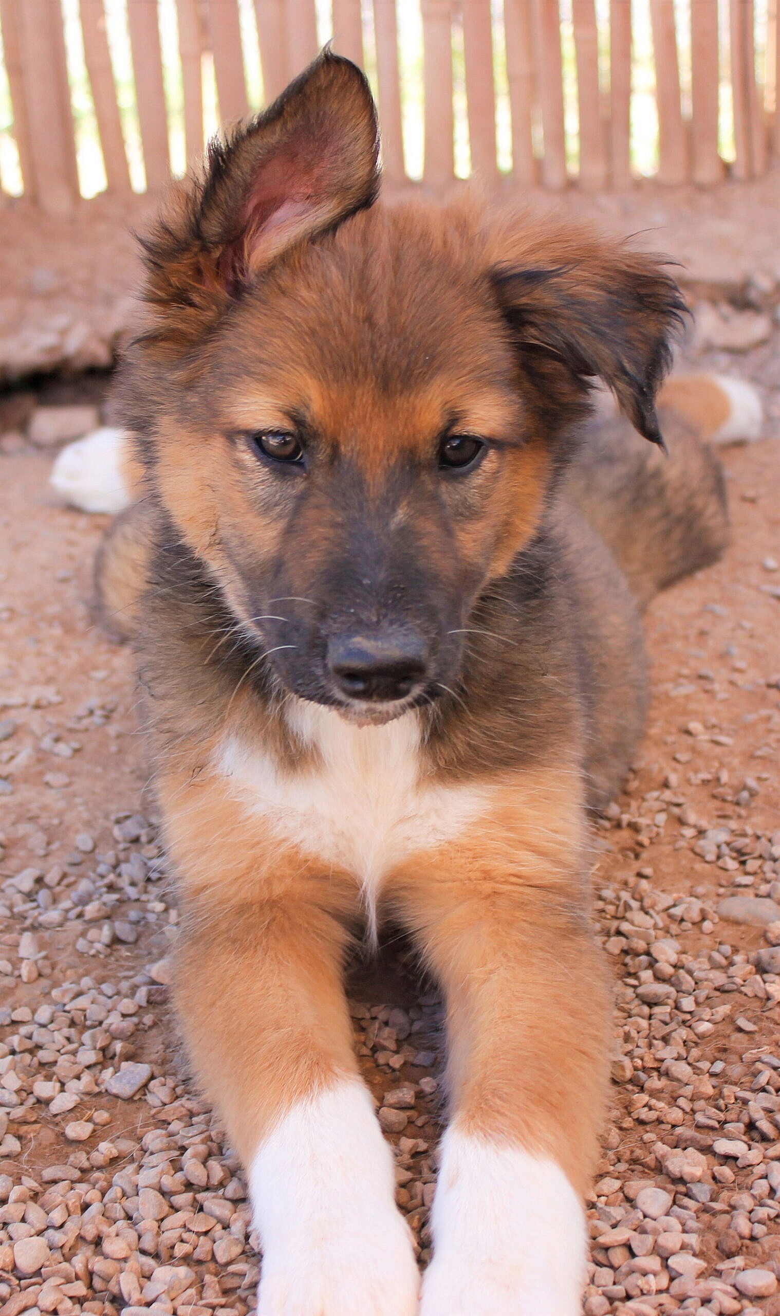 Merida - Siberian Husky