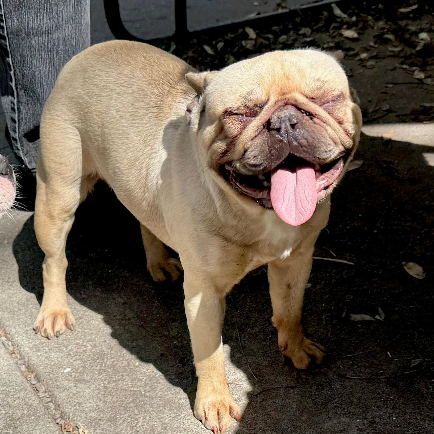 Aubrey - French Bulldog