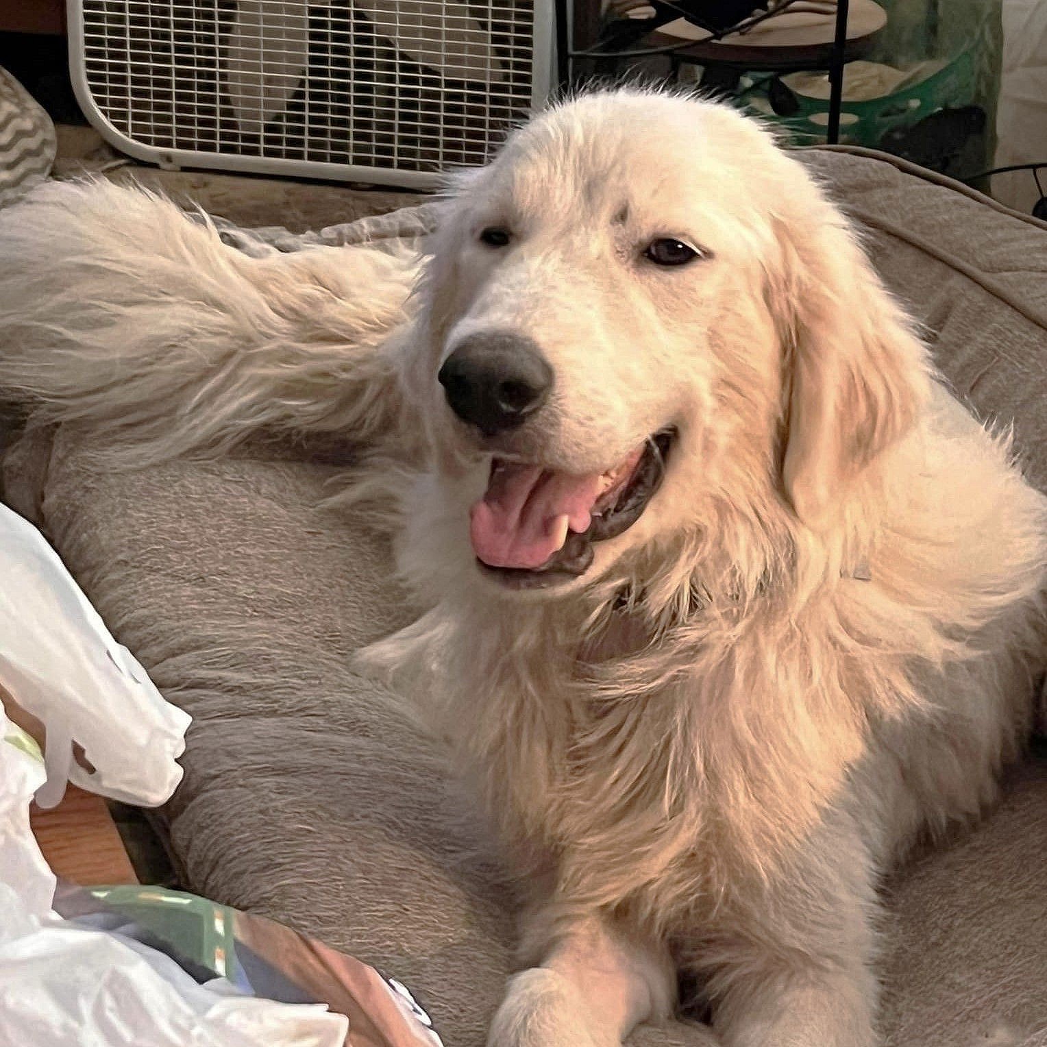 Rosemary - Great Pyrenees
