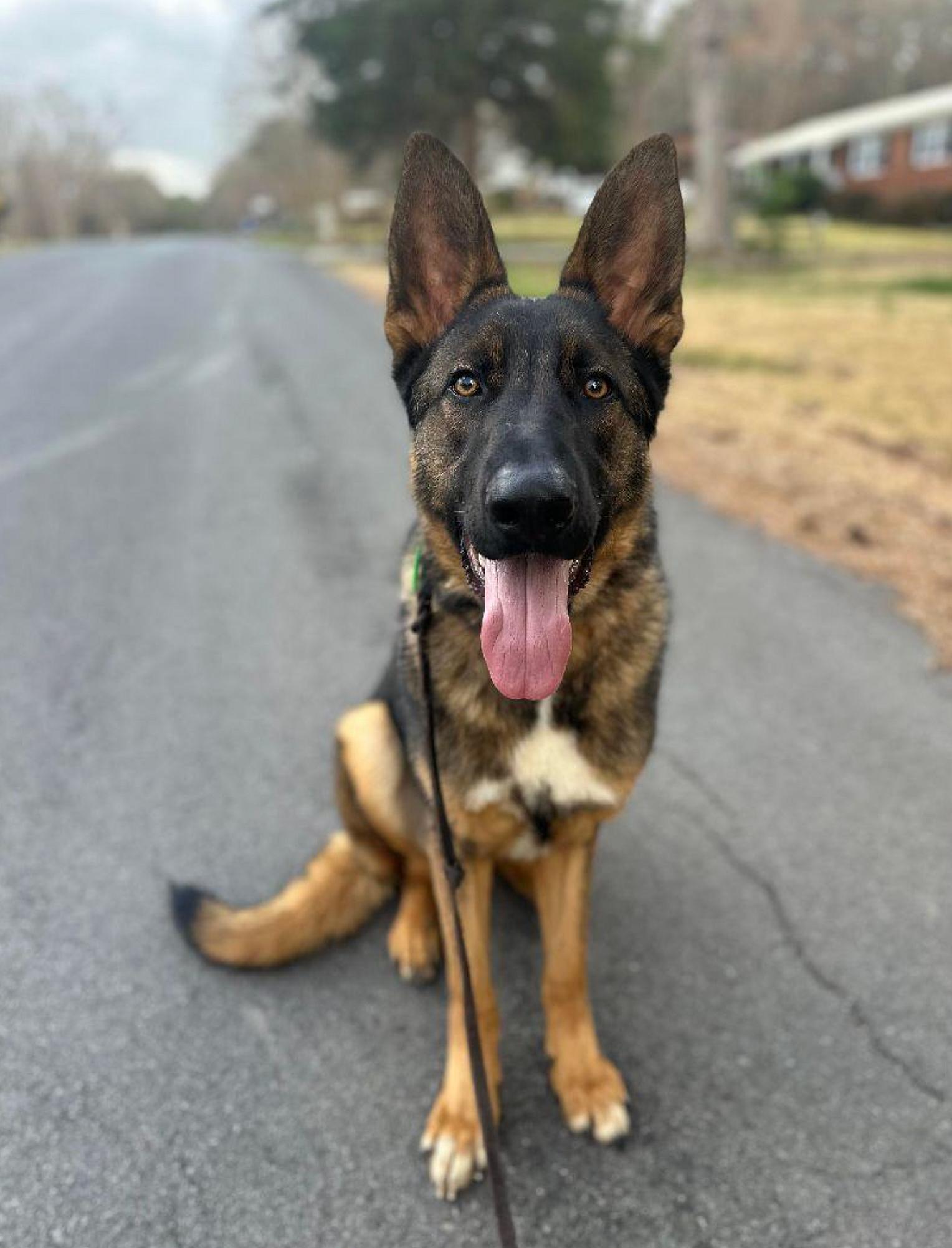 Titan up for Adoption