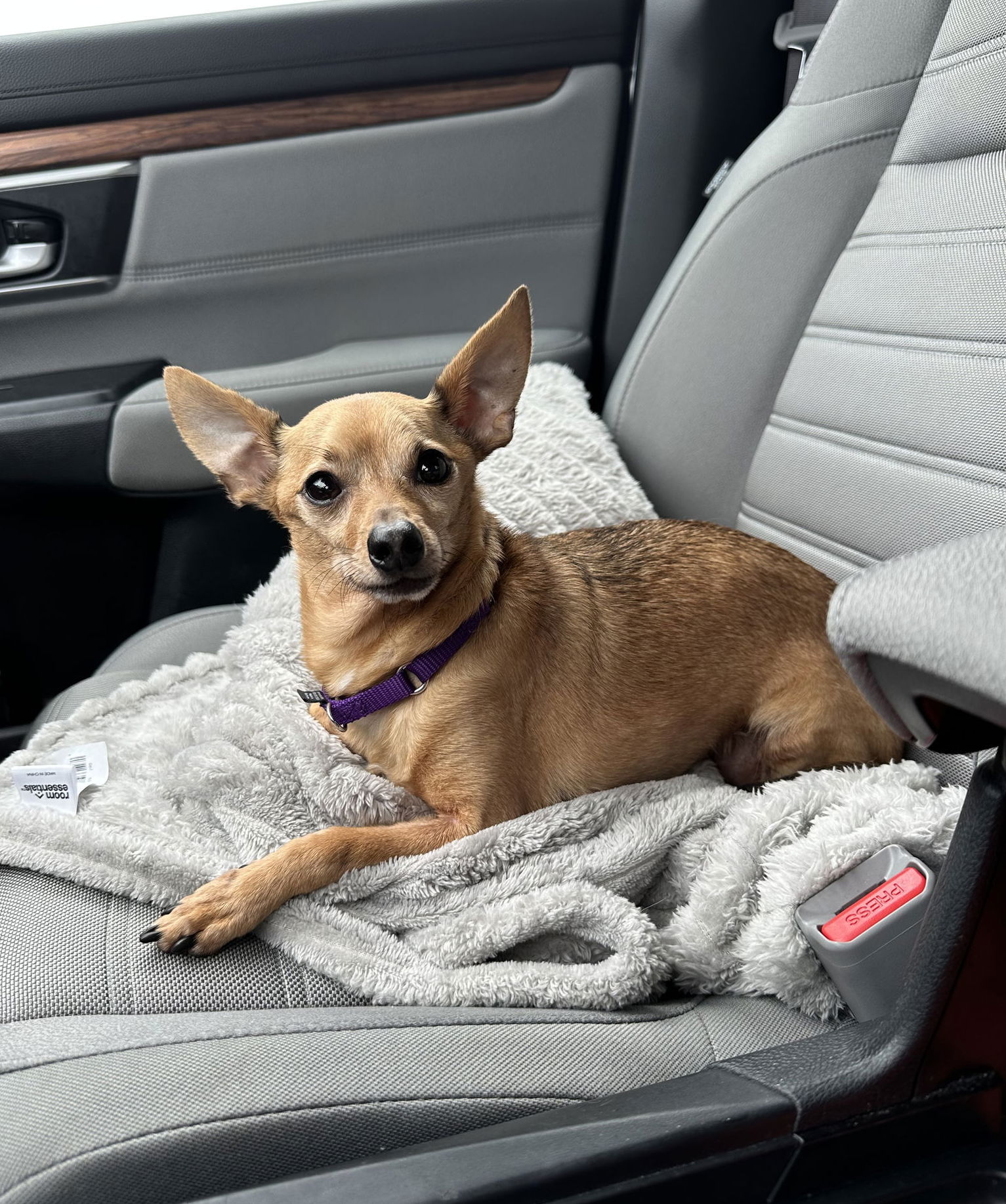 Chico