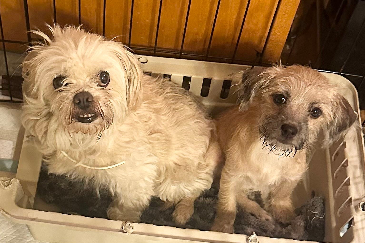 HATTIE - NDS 2 wk foster