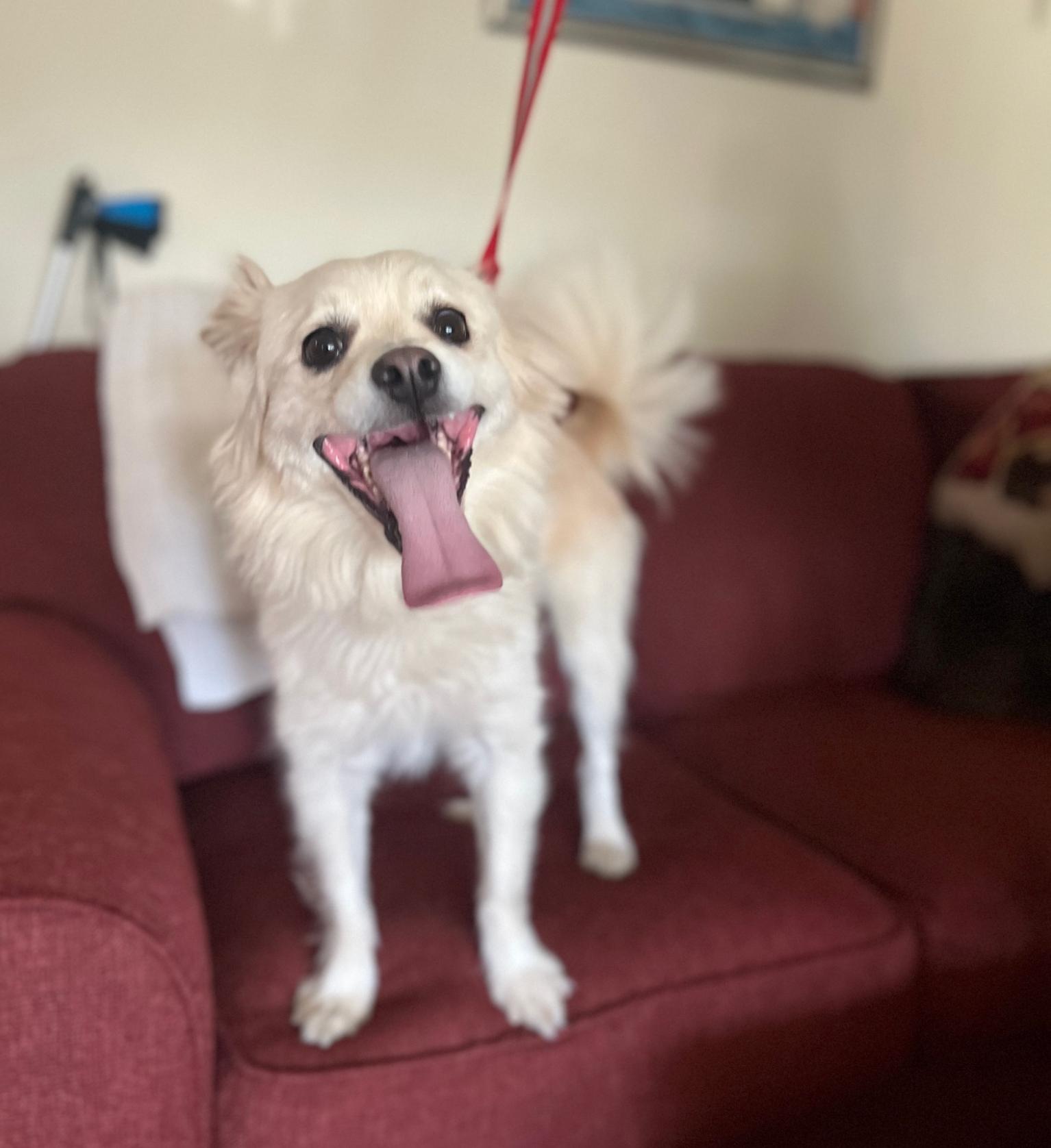 Bagel up for Adoption