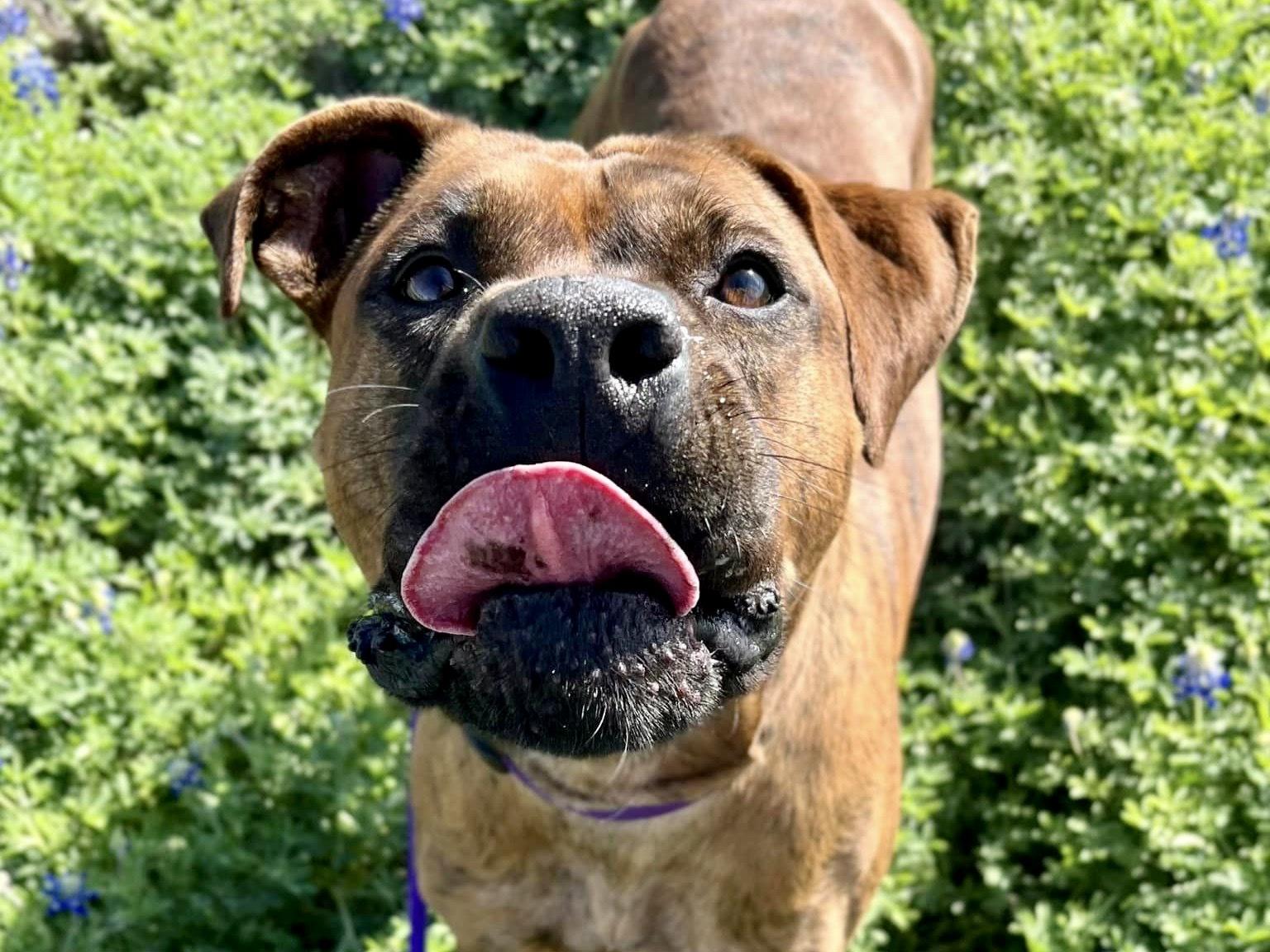 Bosco