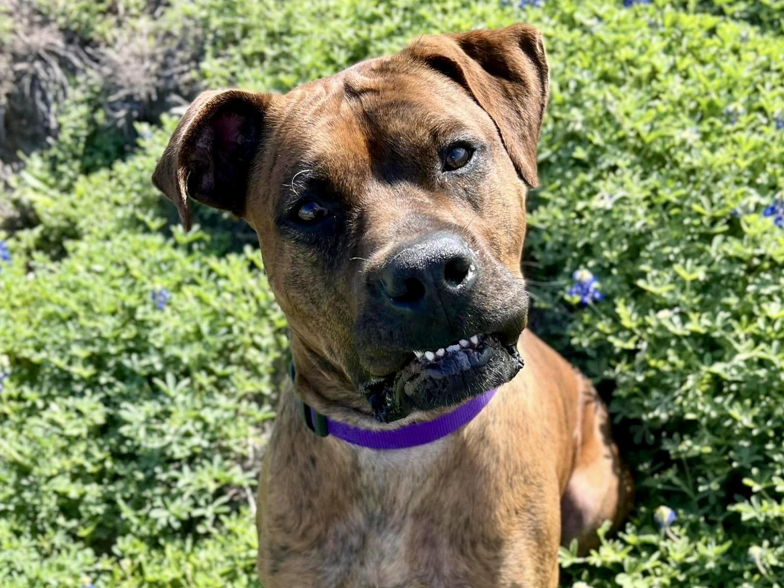 Bosco