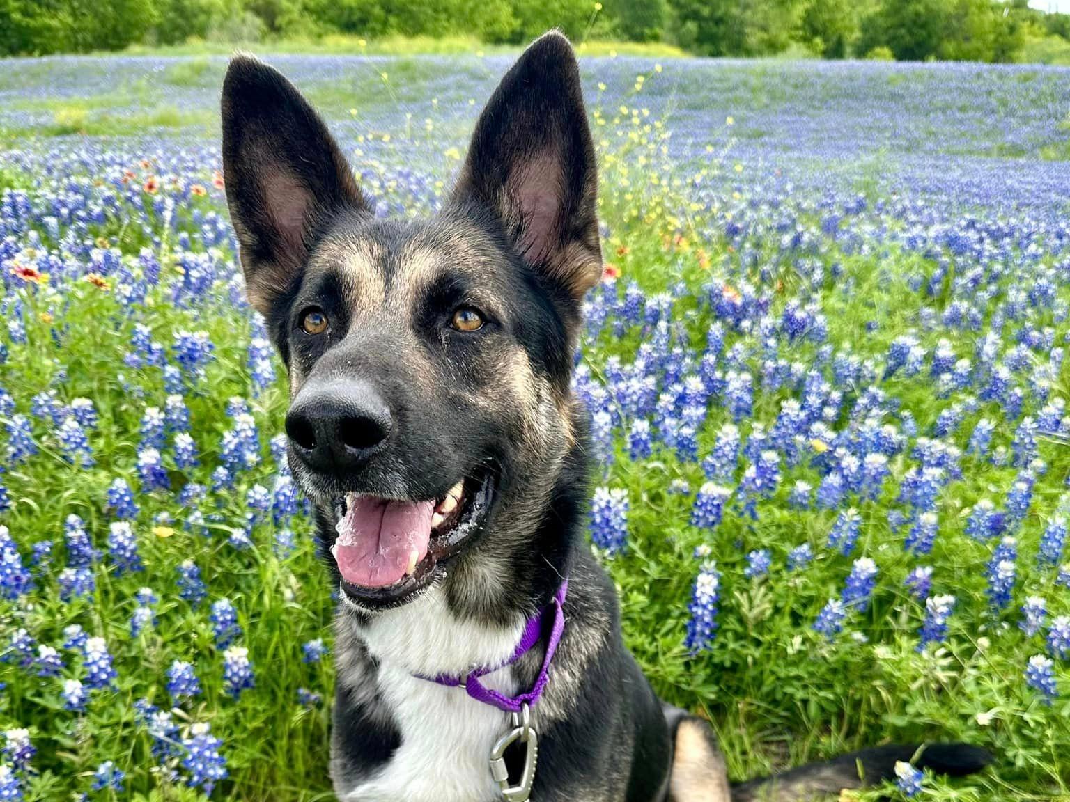 Ben up for Adoption