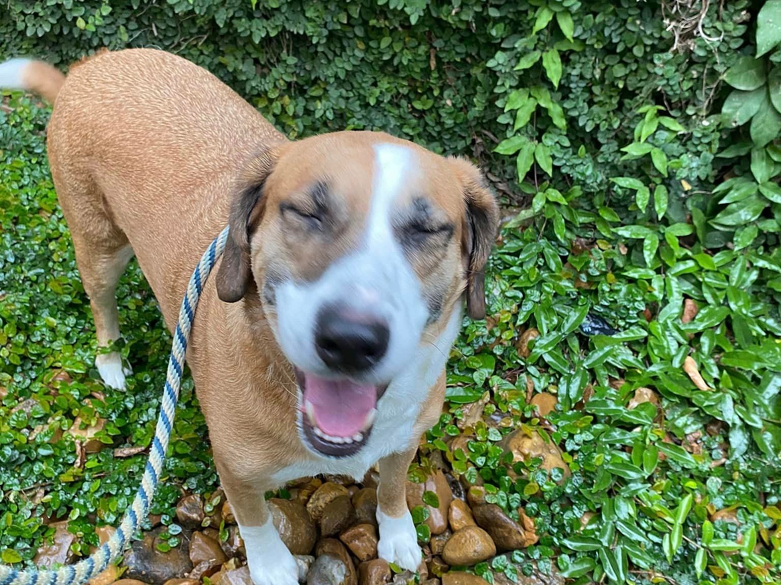 Rocco up for Adoption