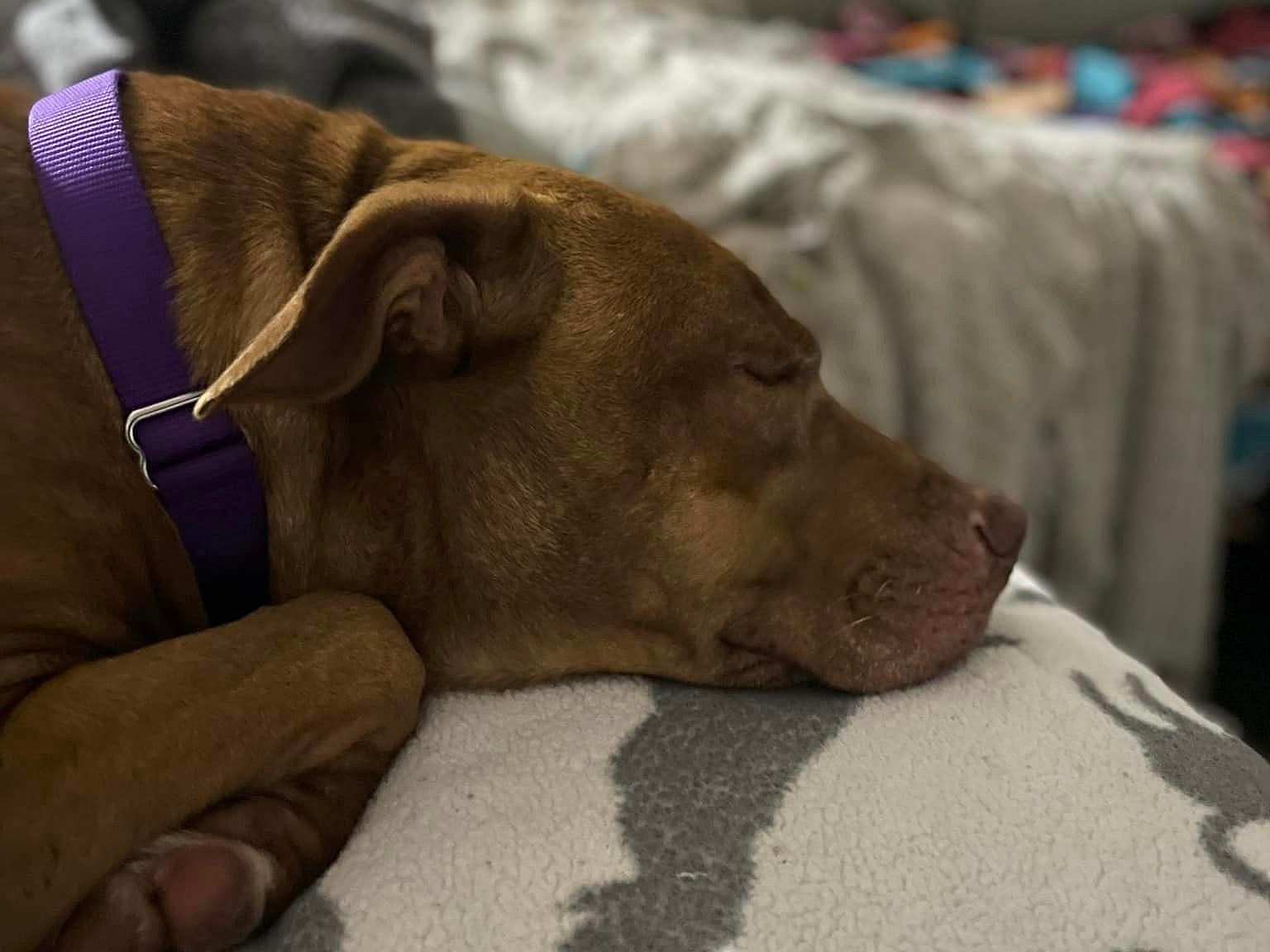 Lucille up for Adoption