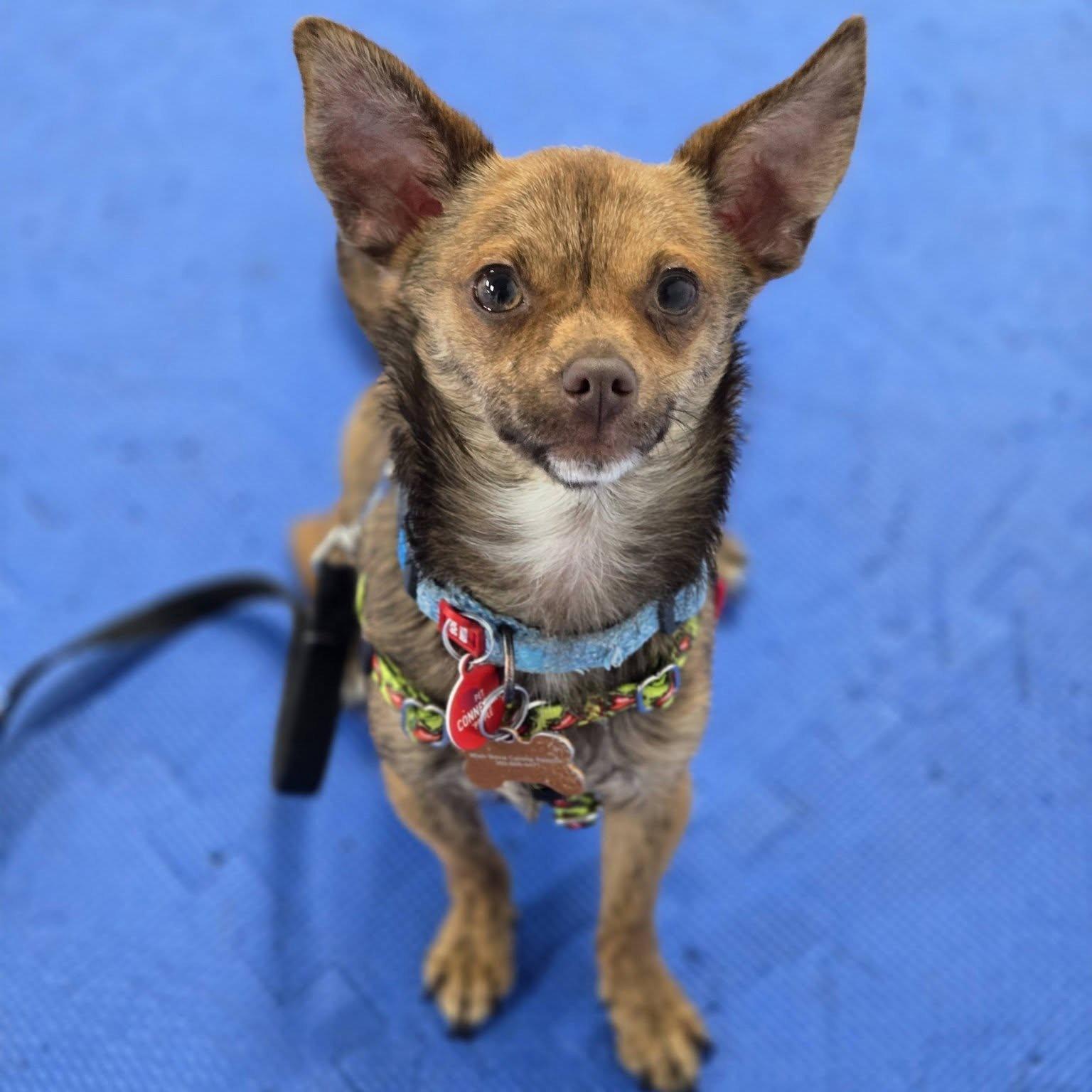 Taquito - Chihuahua