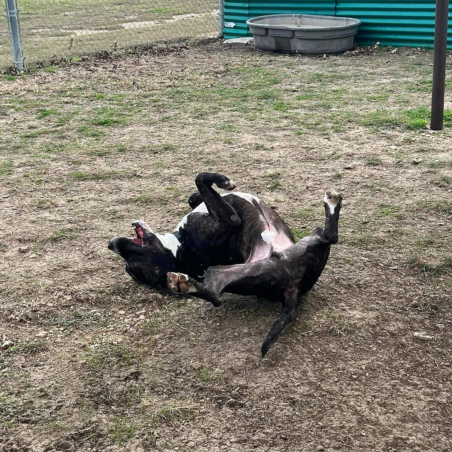 Scout up for Adoption