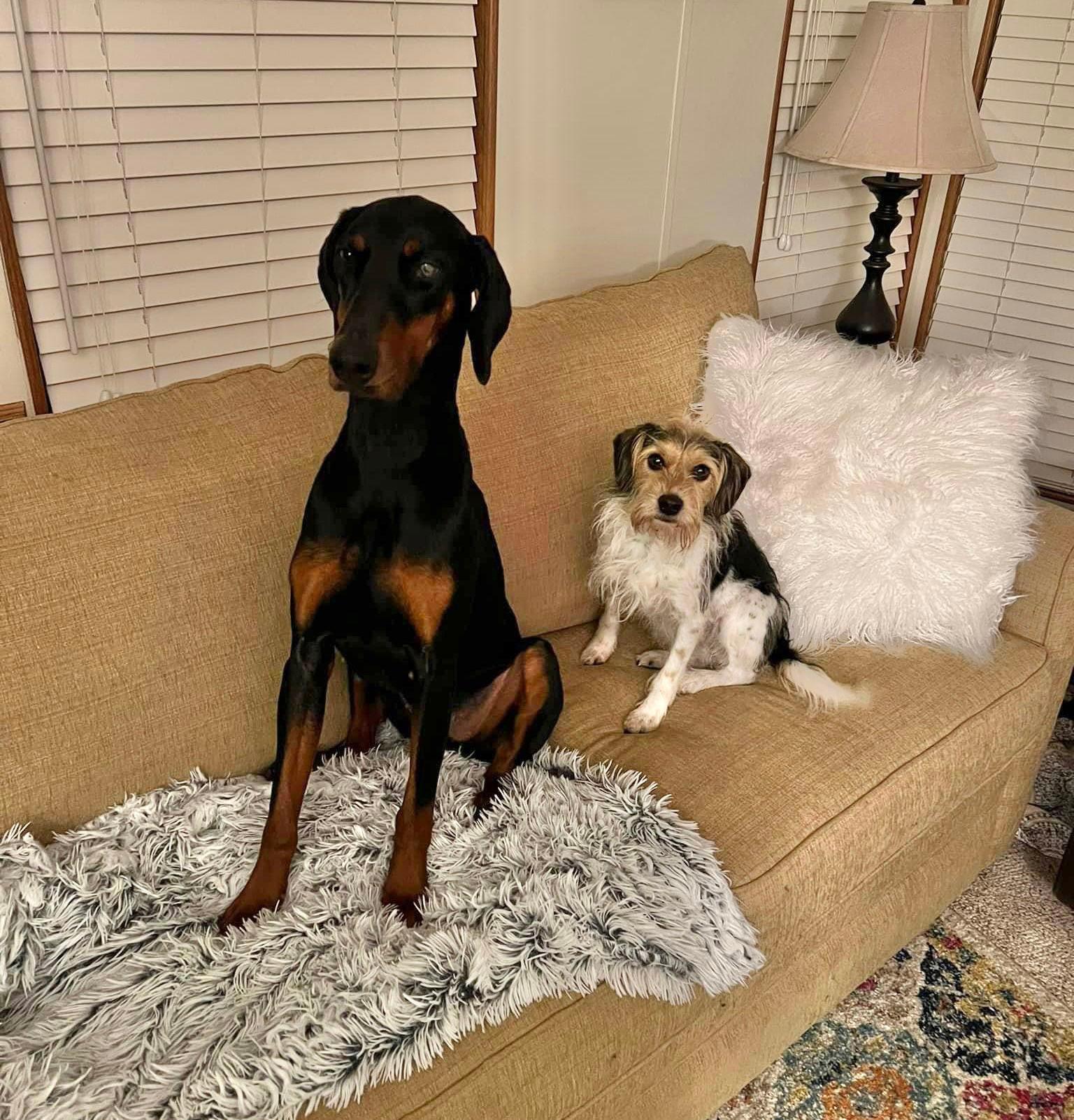 Peach - Doberman Pinscher